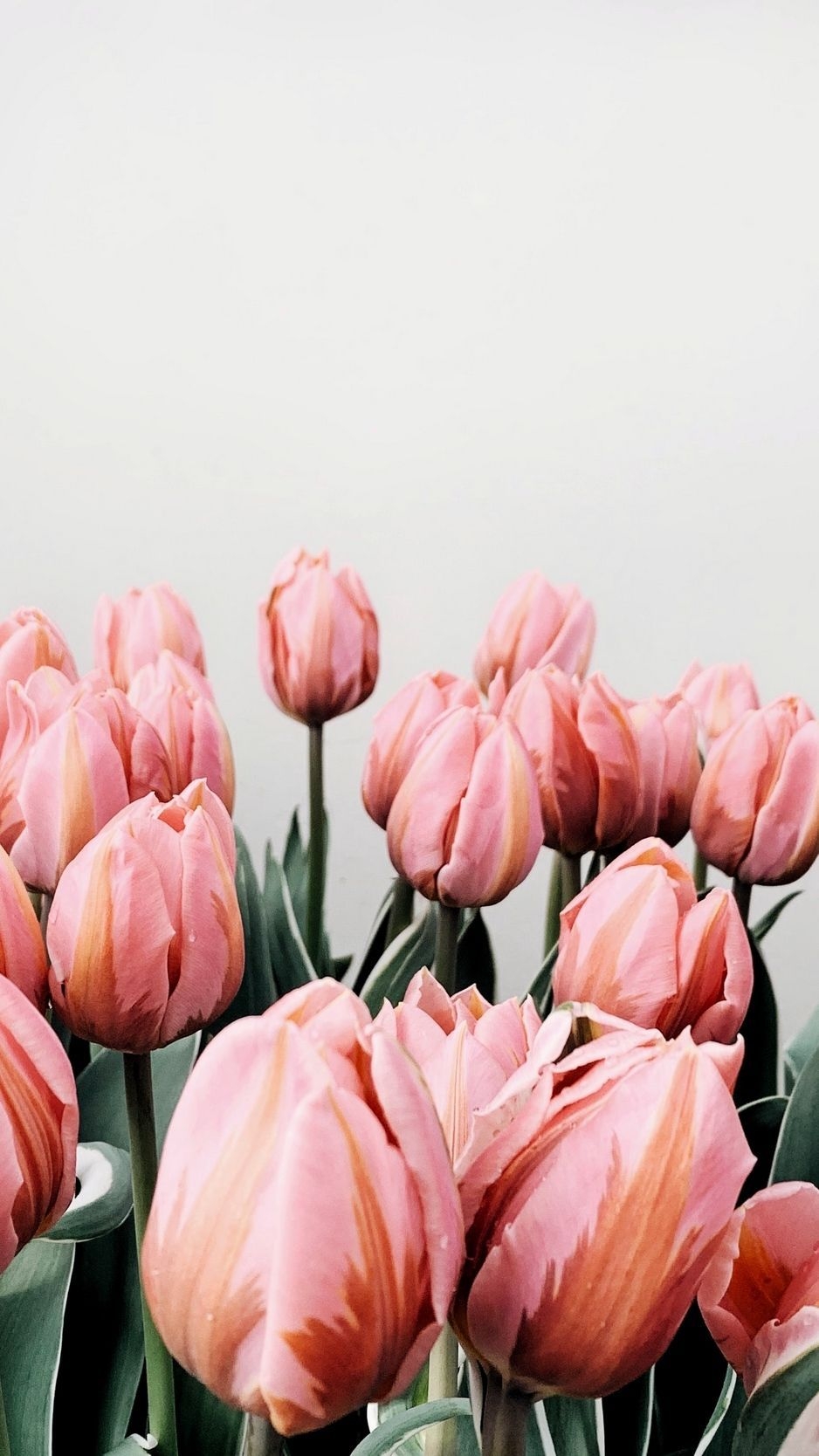 940x1670 Tulip iPhone Wallpaper Free Tulip iPhone Background, Phone