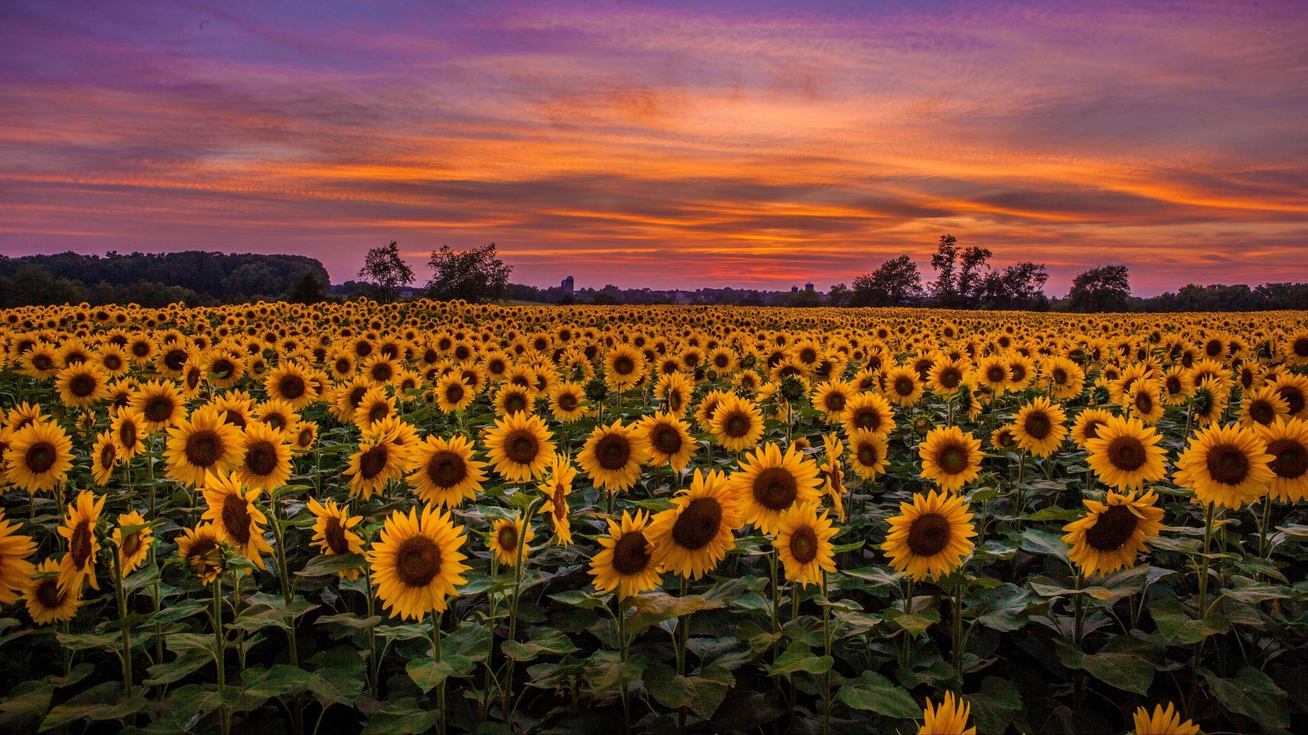 2560x1440 Download wallpaper  sunflowers, field, sunset, sky, Desktop