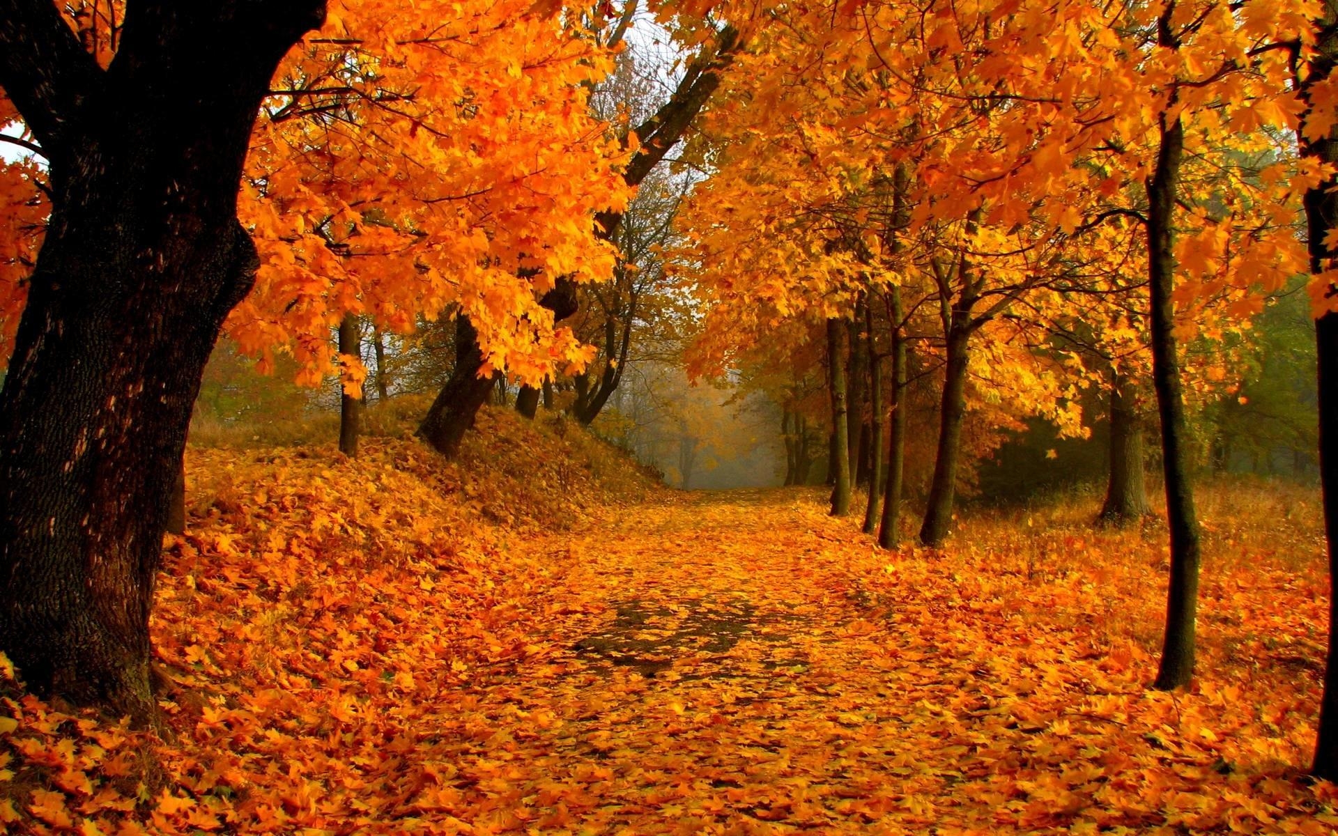 1920x1200 Fall Scenery Wallpaper, Desktop