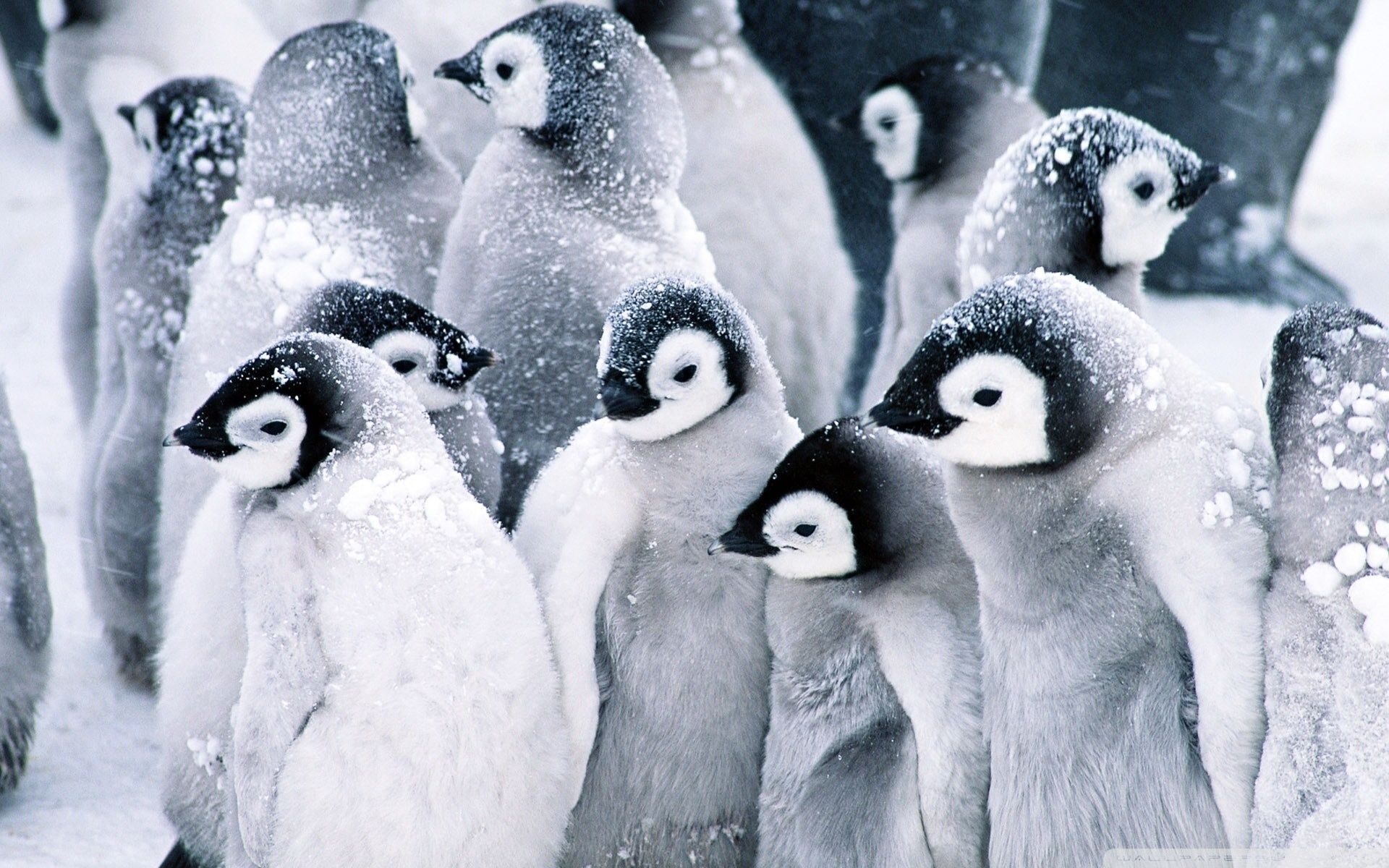 1920x1200 Baby Penguin Wallpaper Free Baby, Desktop