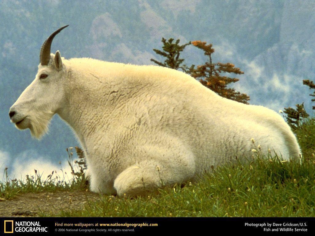 1030x770 Mountain Goat Picture, Mountain Goat Desktop Wallpaper, Free, Desktop