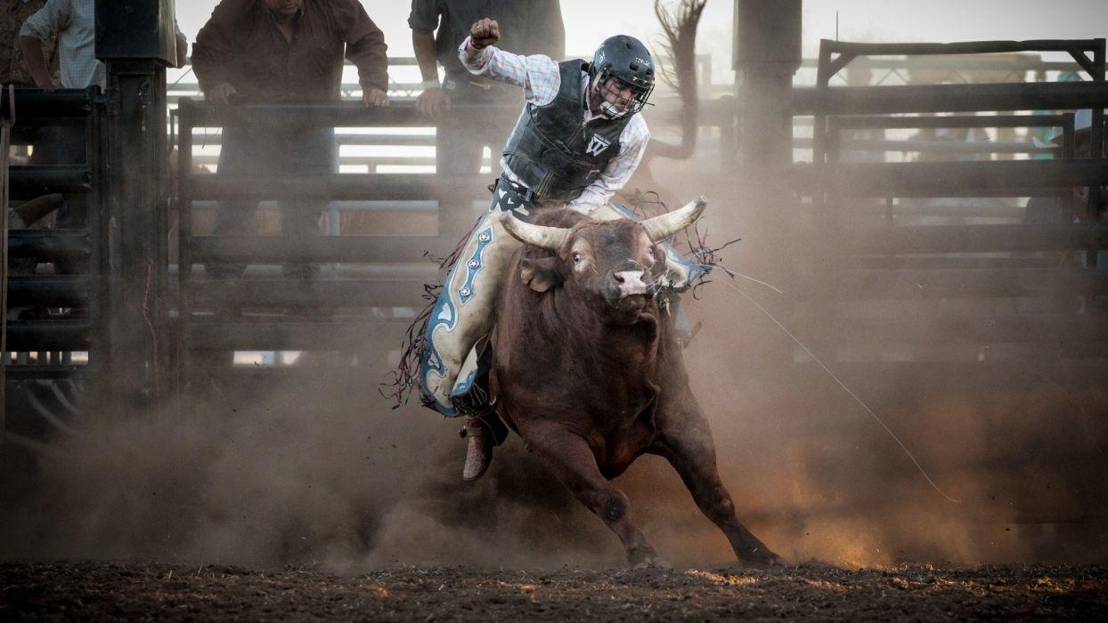 1250x700 BULL RIDING bullrider cowboy western cow extreme bull rodeo, Desktop