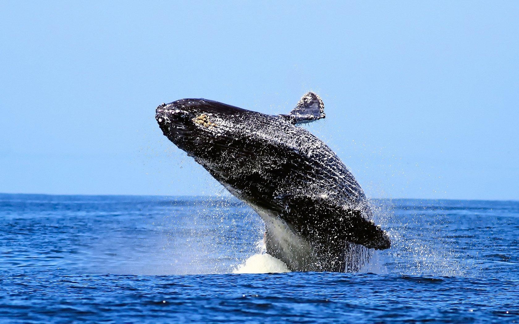 1680x1050 Humpback Whale HD Wallpaper, Desktop