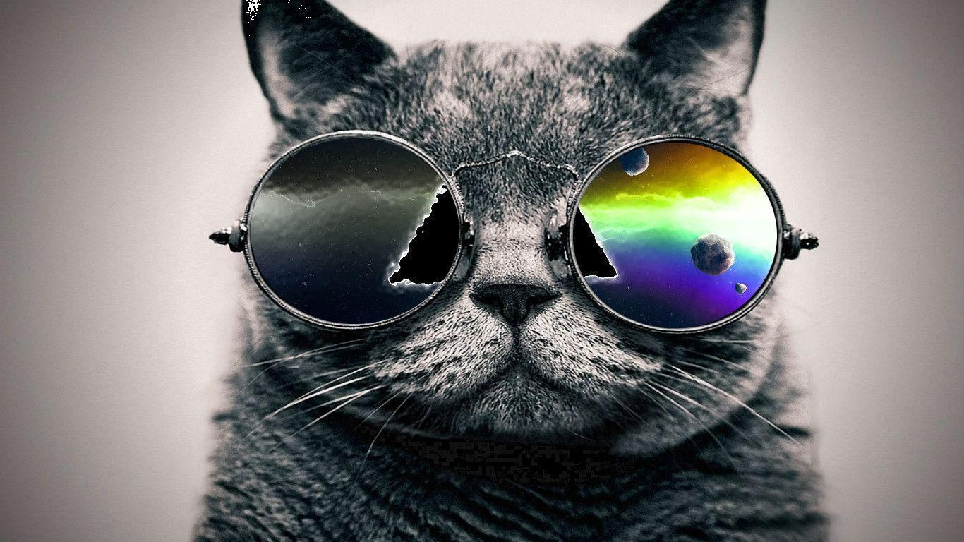 1370x770 Cool Cat Wallpaper, Desktop