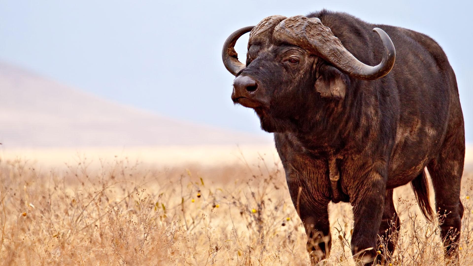 1920x1080 African Buffalo Wallpaper 4 X 1080, Desktop