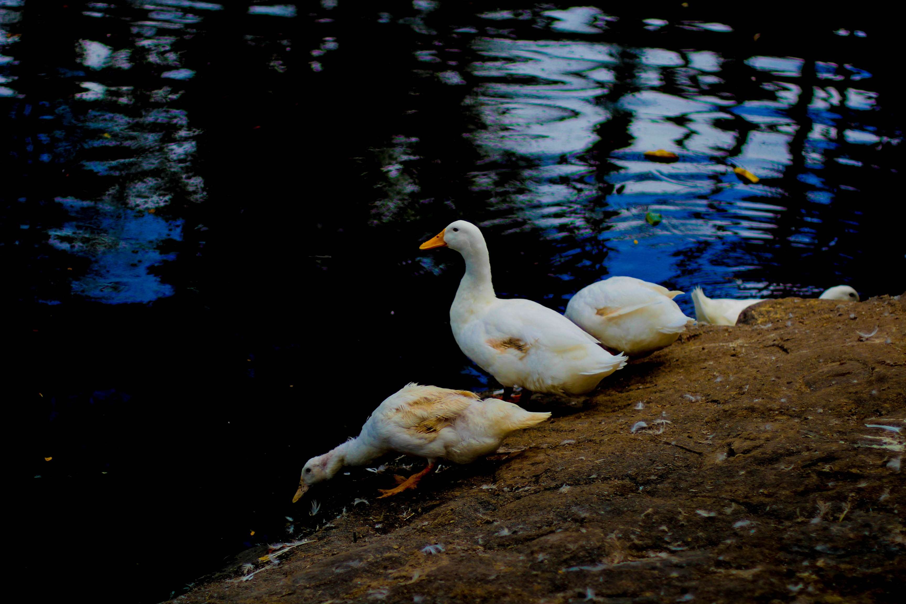 3460x2310 bird, duck, duckling, lake, nature, swan, water, Desktop