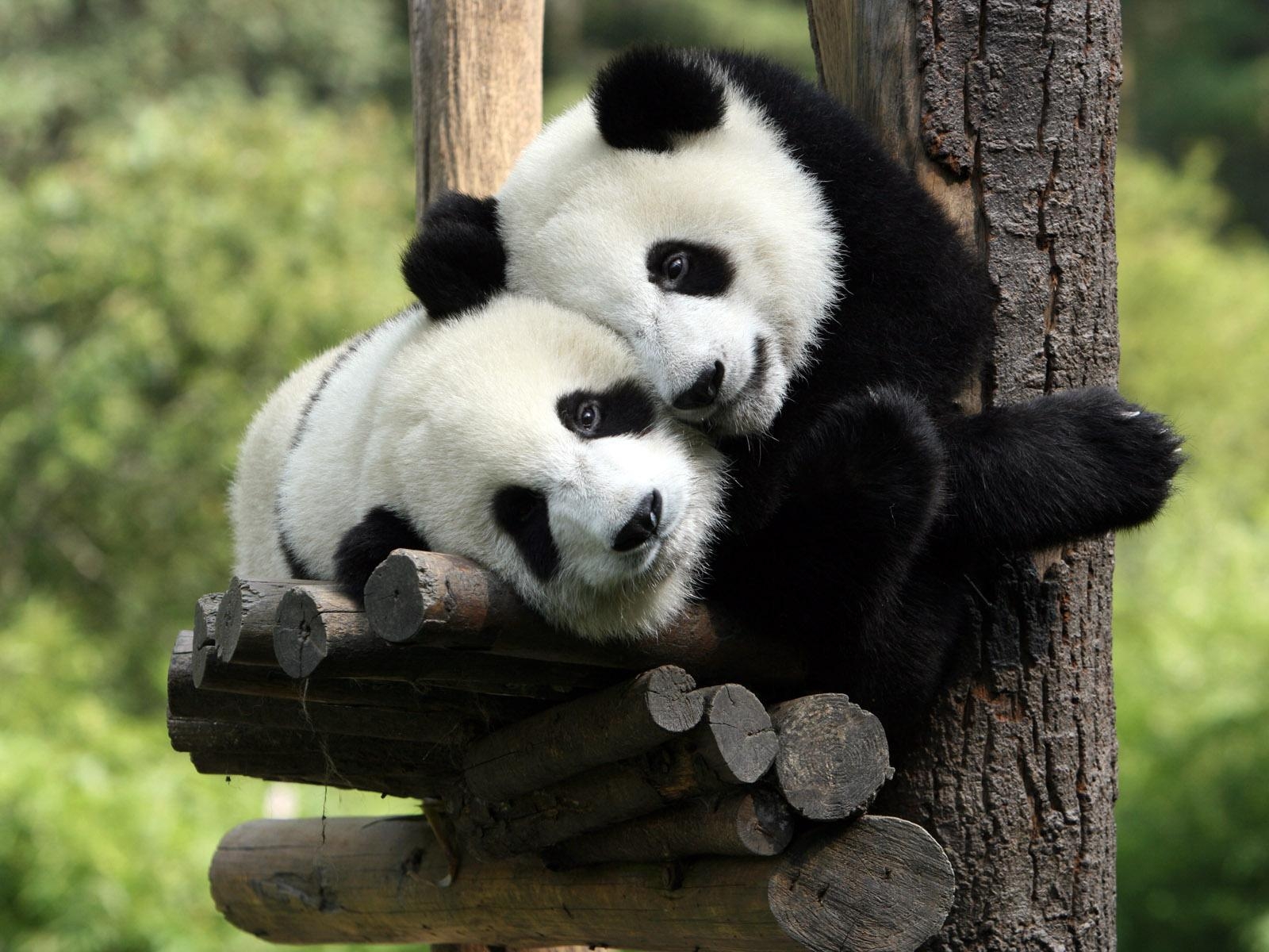 1600x1200 Picture Giant panda bear Animals, Desktop