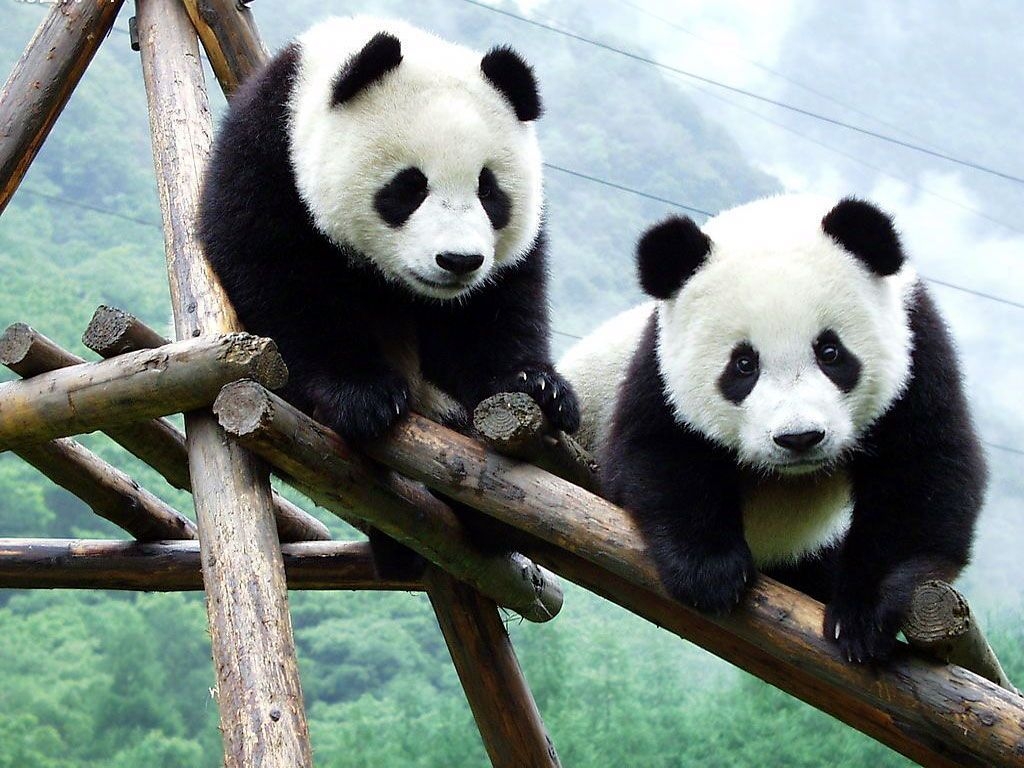 1030x770 4k Ultra HD Nice Cute Panda Background HD Wallpaper Panda Wallpaper & Background Download, Desktop