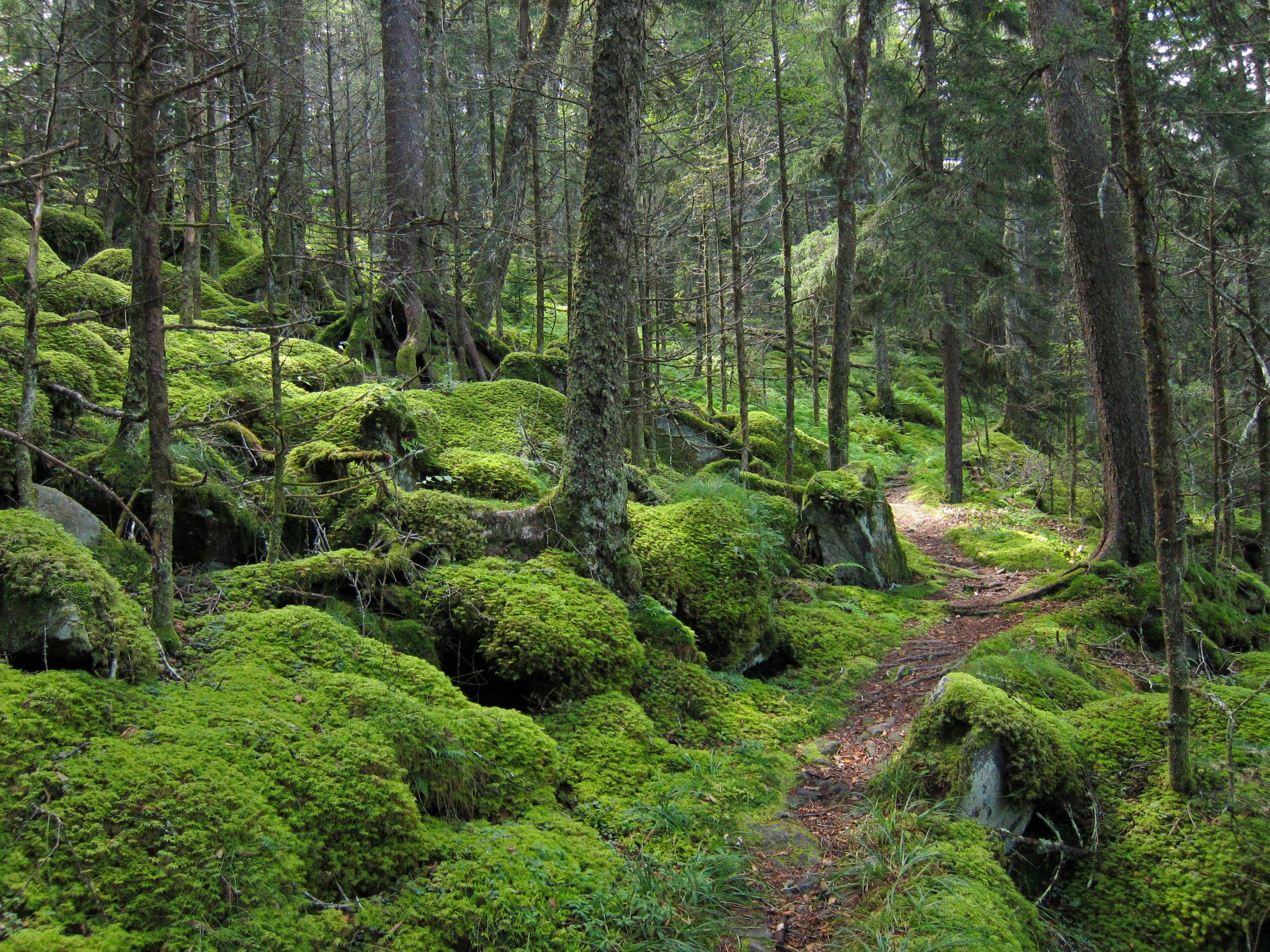 3650x2740 Things To Do in The Great Smoky Mountains National Park. ENO, Desktop