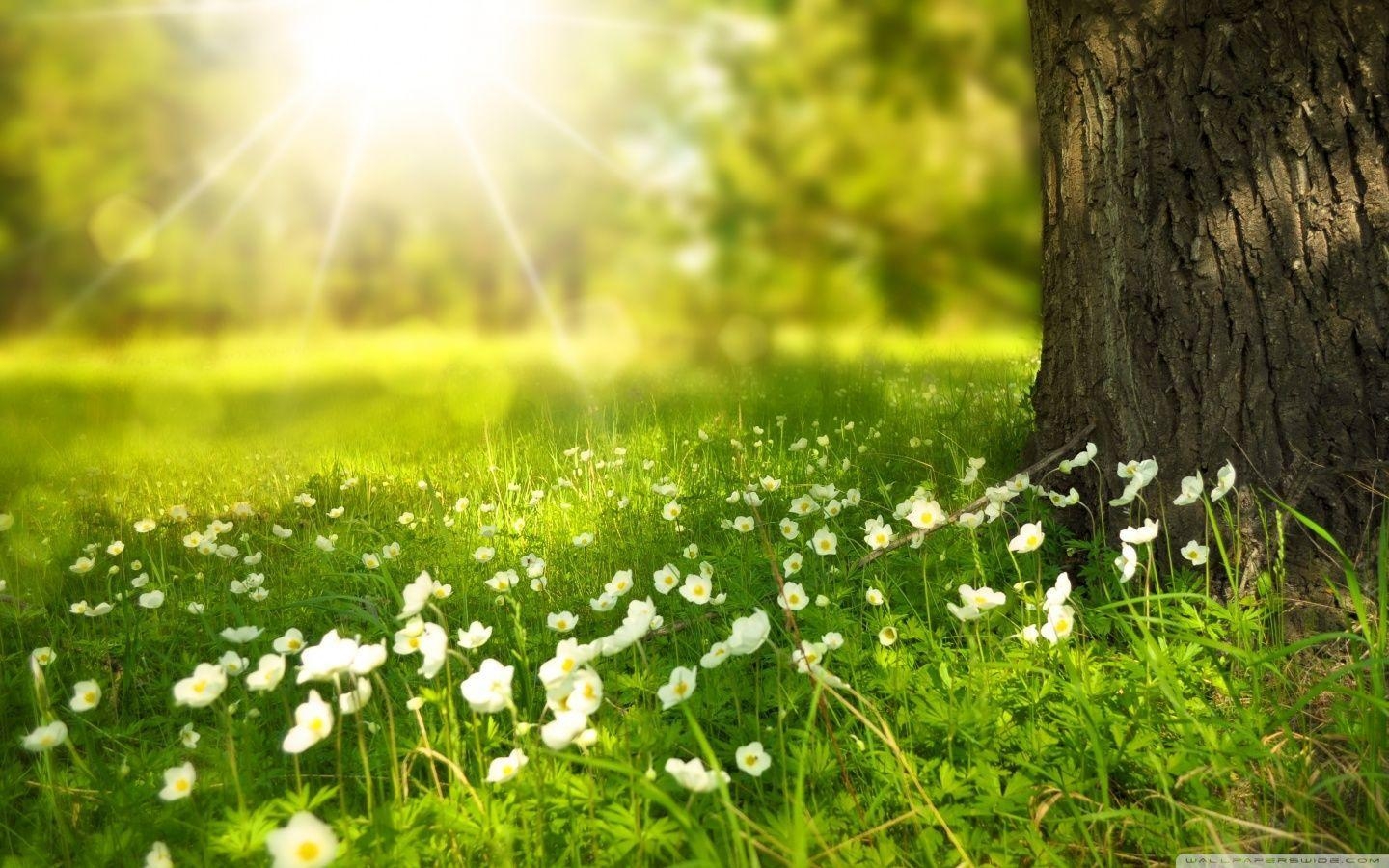 1440x900 Spring wallpaper HD free download. HD Wallpaper, Background, Desktop