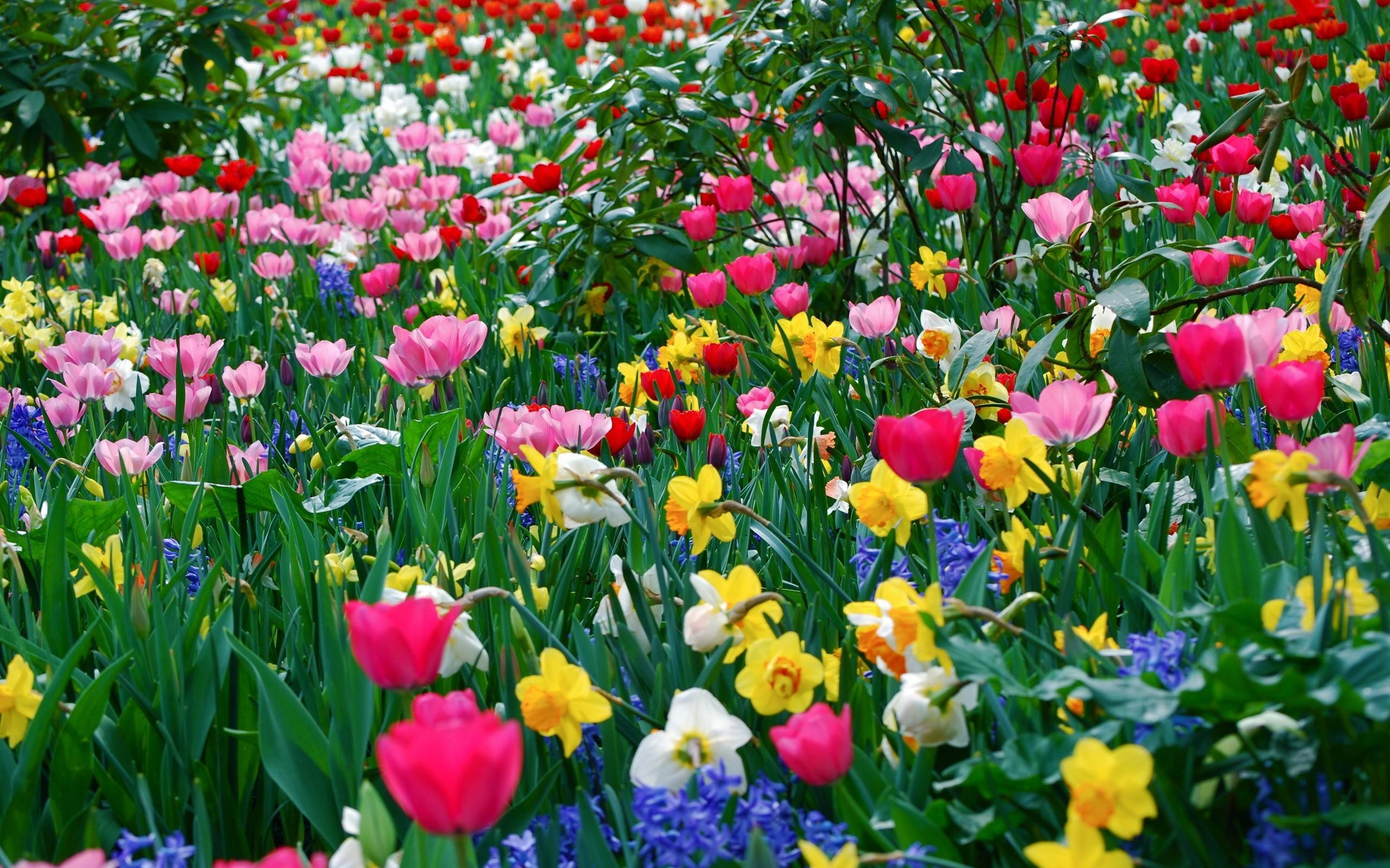 2560x1600 Spring Season Wallpaper For Kids, Desktop