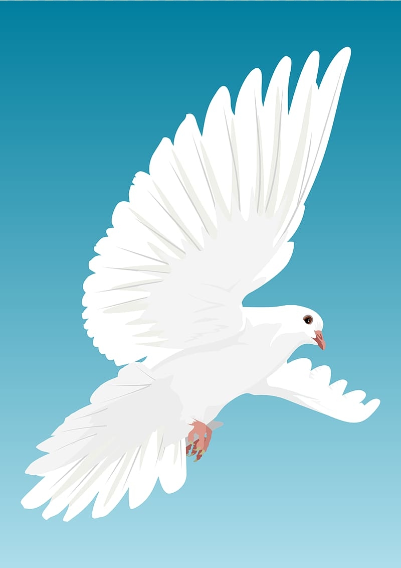 800x1140 Dove Background, Phone