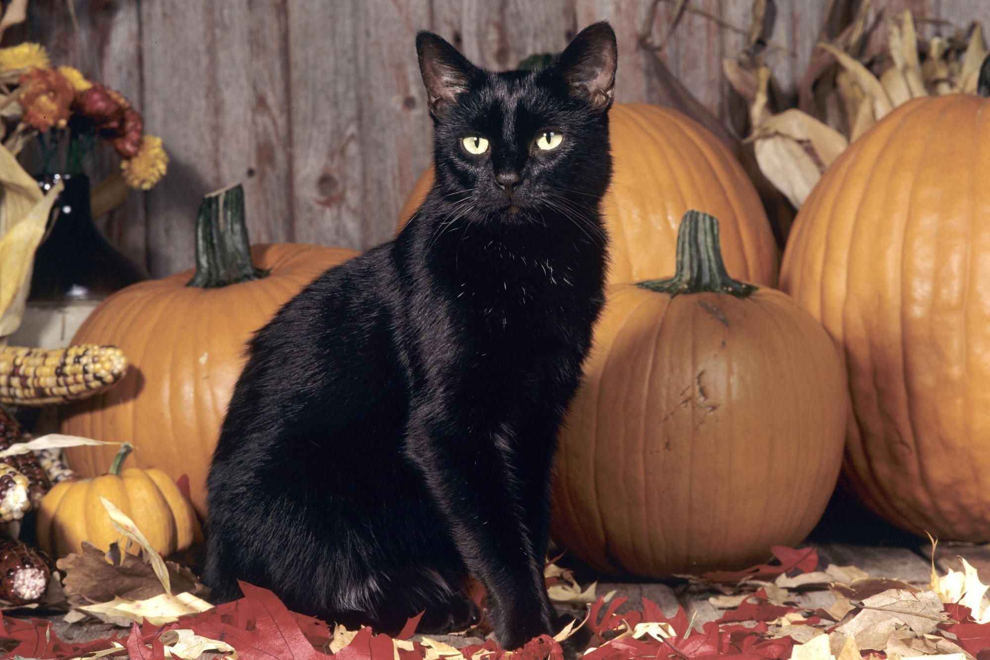 2000x1340 Black Cat Halloween Wallpaper Free Black Cat Halloween Background, Desktop