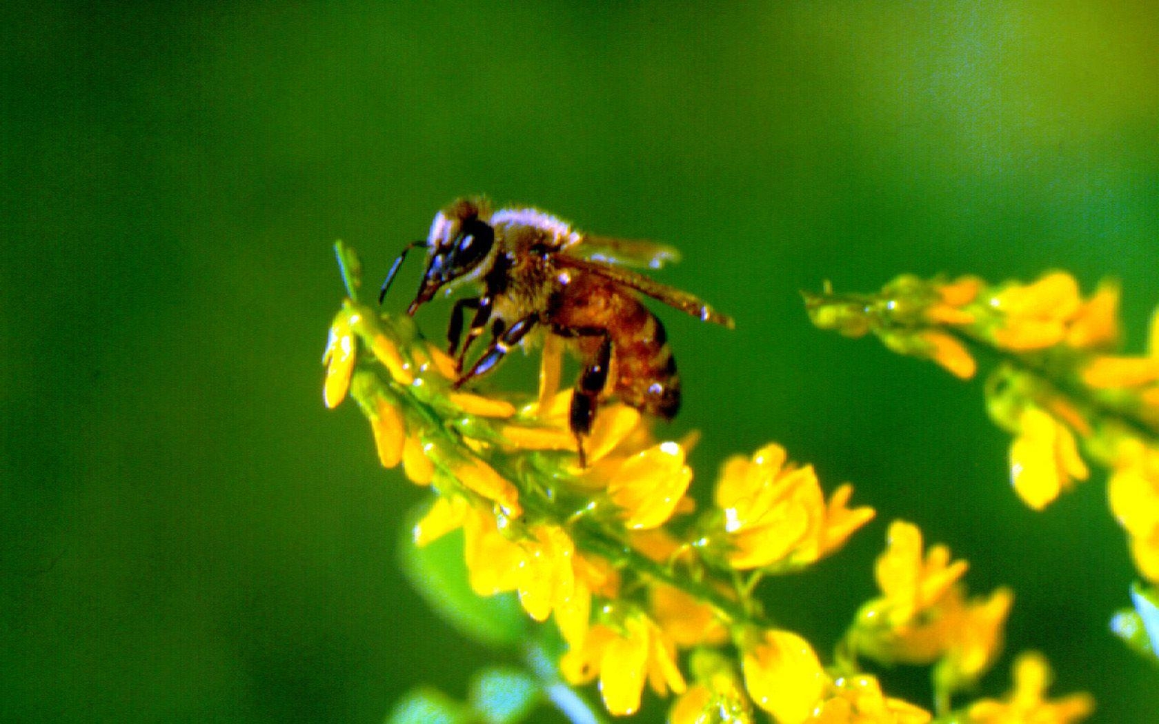 1680x1050 Honey Bee Desktop Wallpaper, Desktop