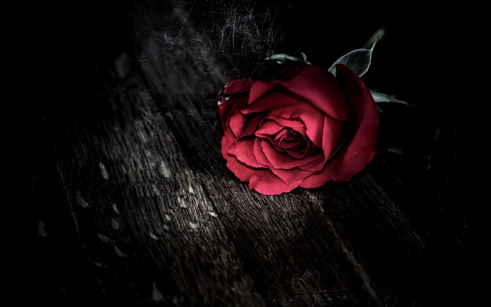 1680x1050 Beautiful Red Rose Image To Download, Desktop