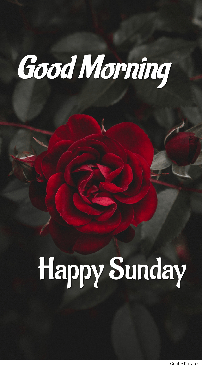 850x1530 Happy Sunday Good Morning Wallpaper Morning Sunday, Phone