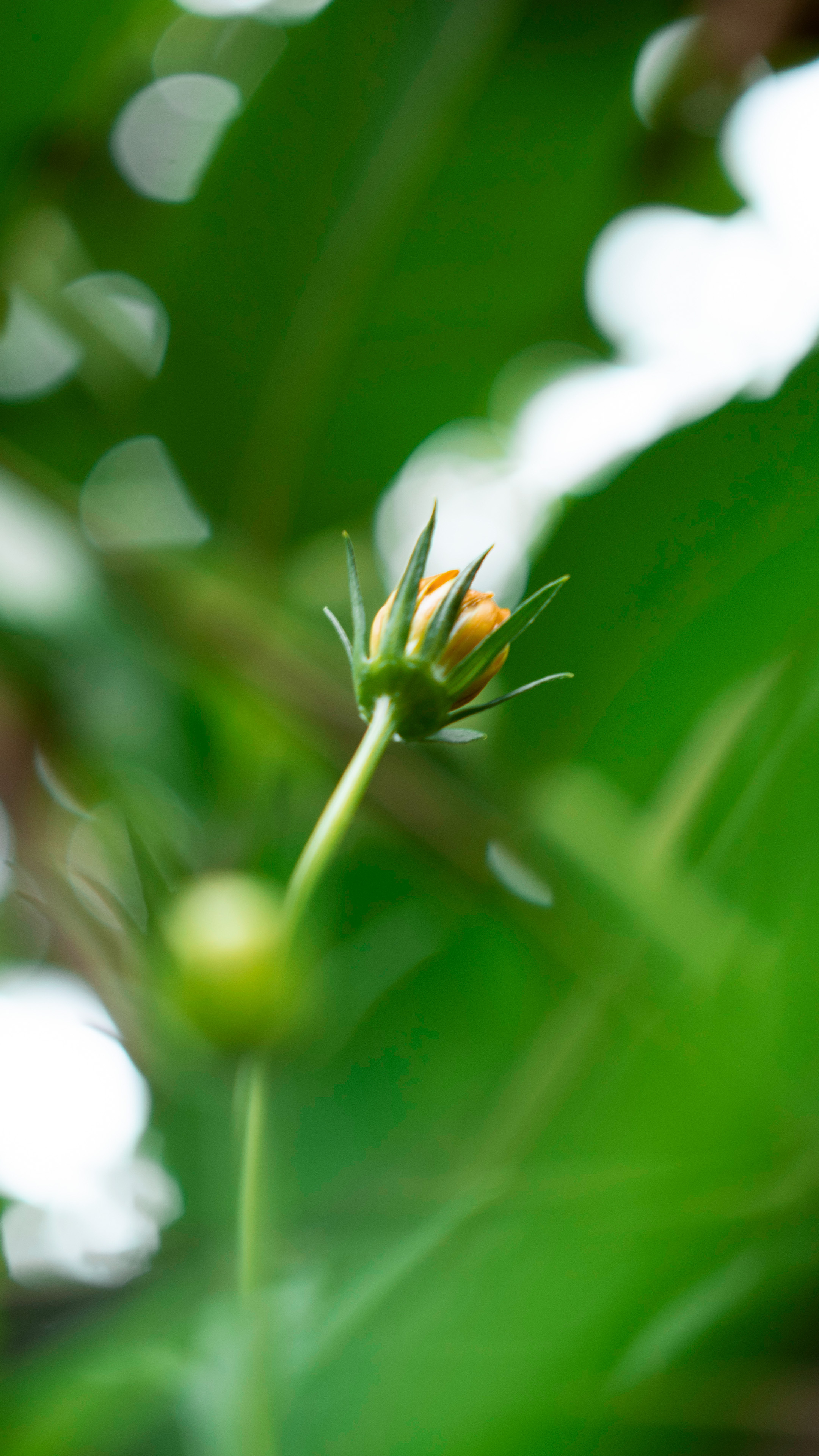 2160x3840 Yellow Flower Bud 4K Ultra HD Mobile Wallpaper, Phone