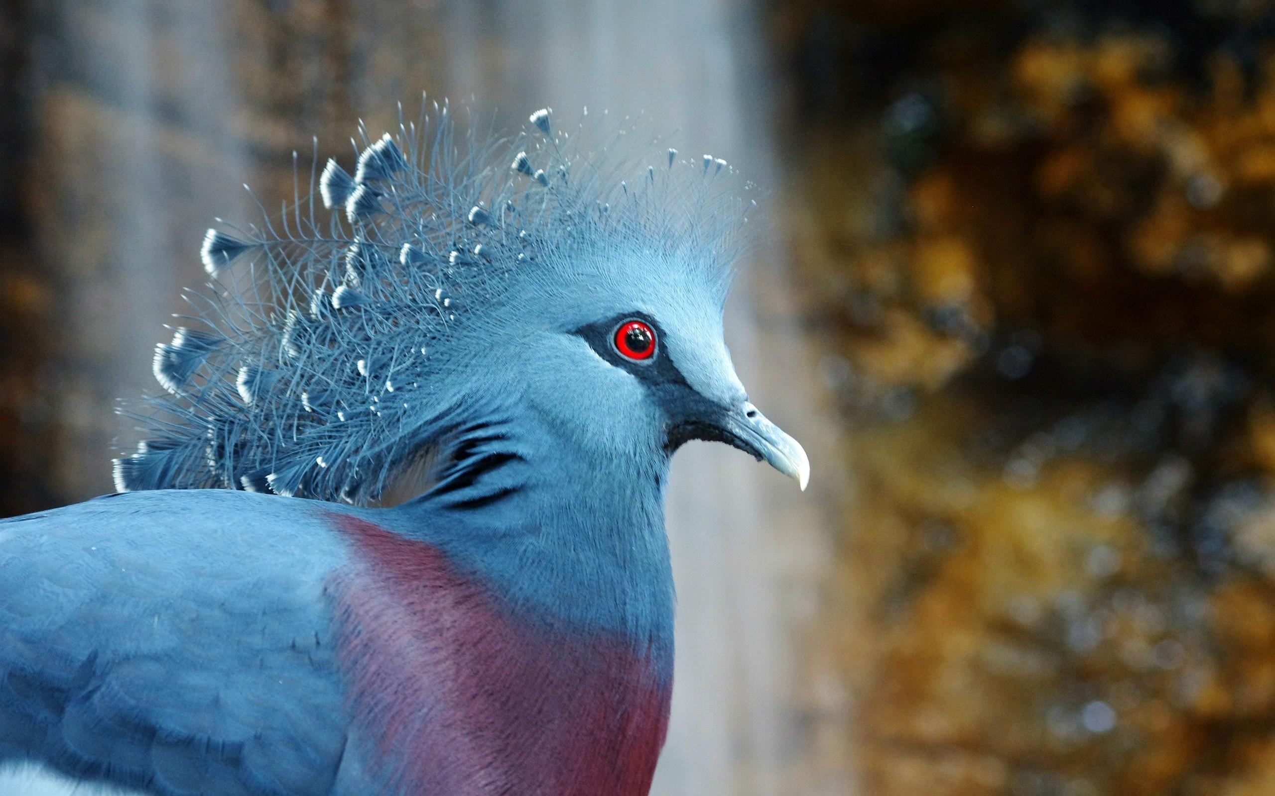 2560x1600 Birds crowned pigeon wallpaper. PC, Desktop