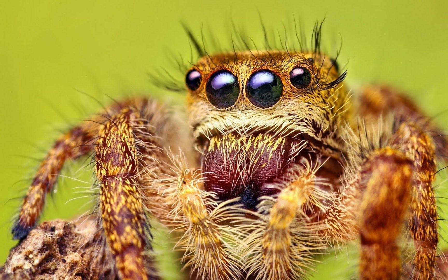 1730x1080 Tarantula Wallpaper HD Play Store revenue & download, Desktop