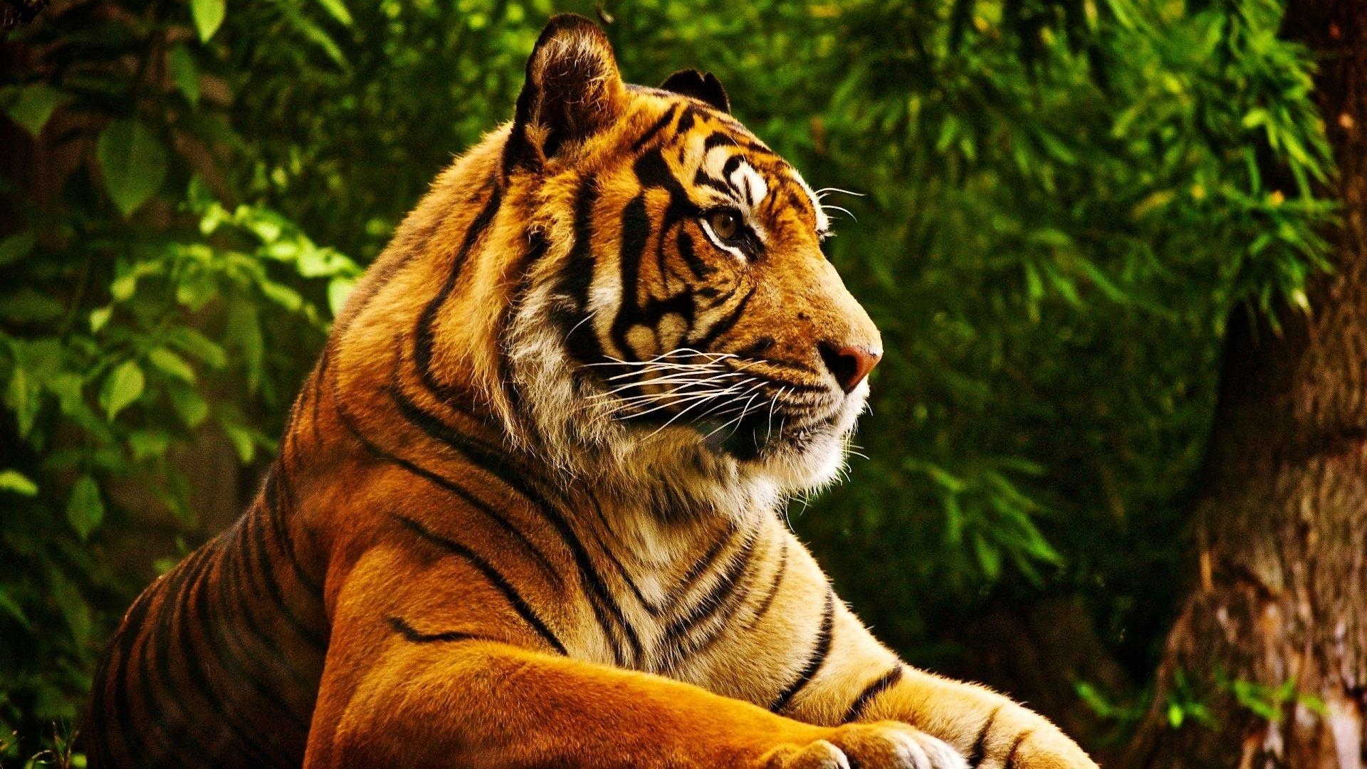 1920x1080 4K Ultra HD Tiger Wallpaper and Background Image, Desktop