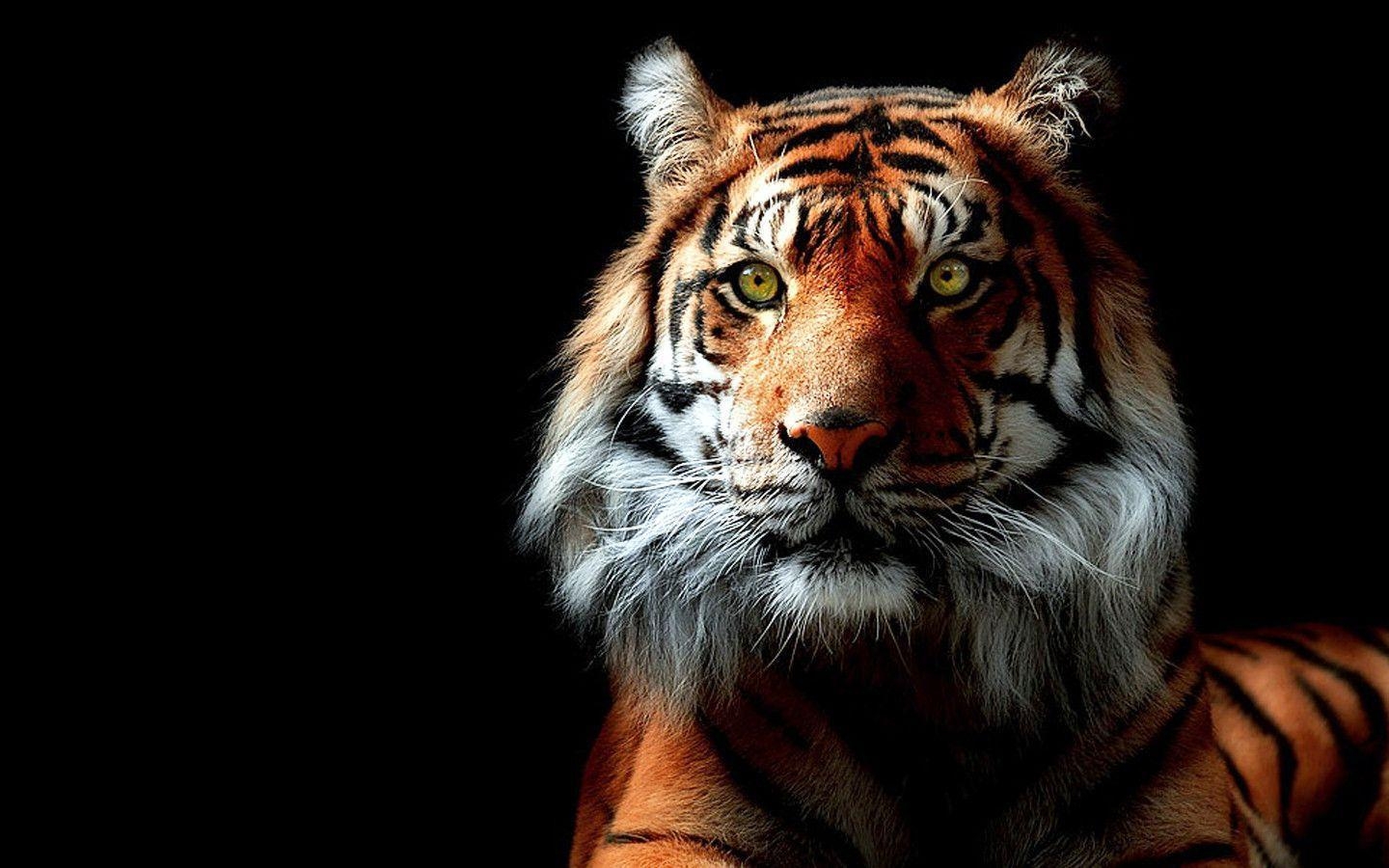 1440x900 Tiger Wallpaper, Desktop