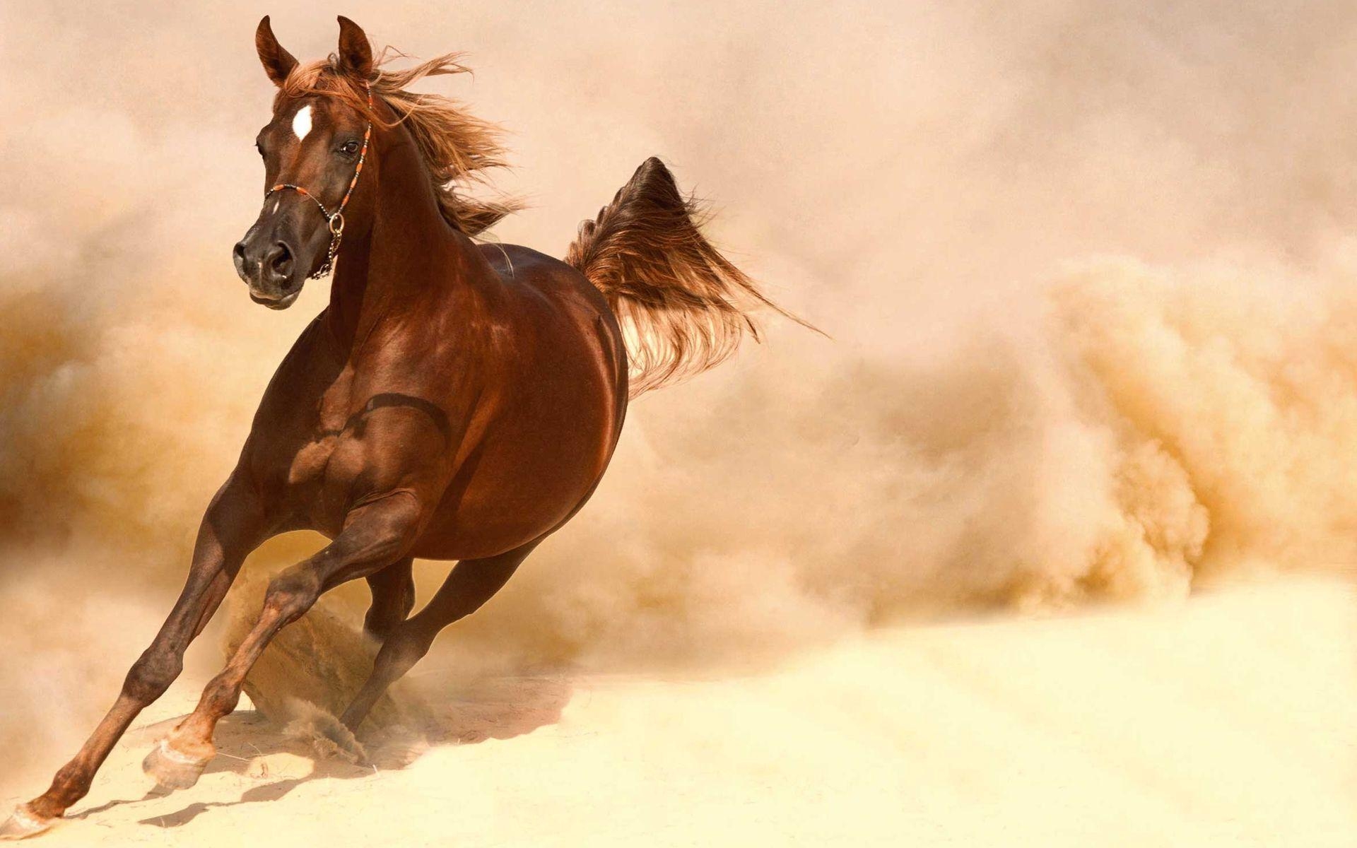 1920x1200 Running Horses Wallpaper #TPQL 0.18 Mb, Desktop