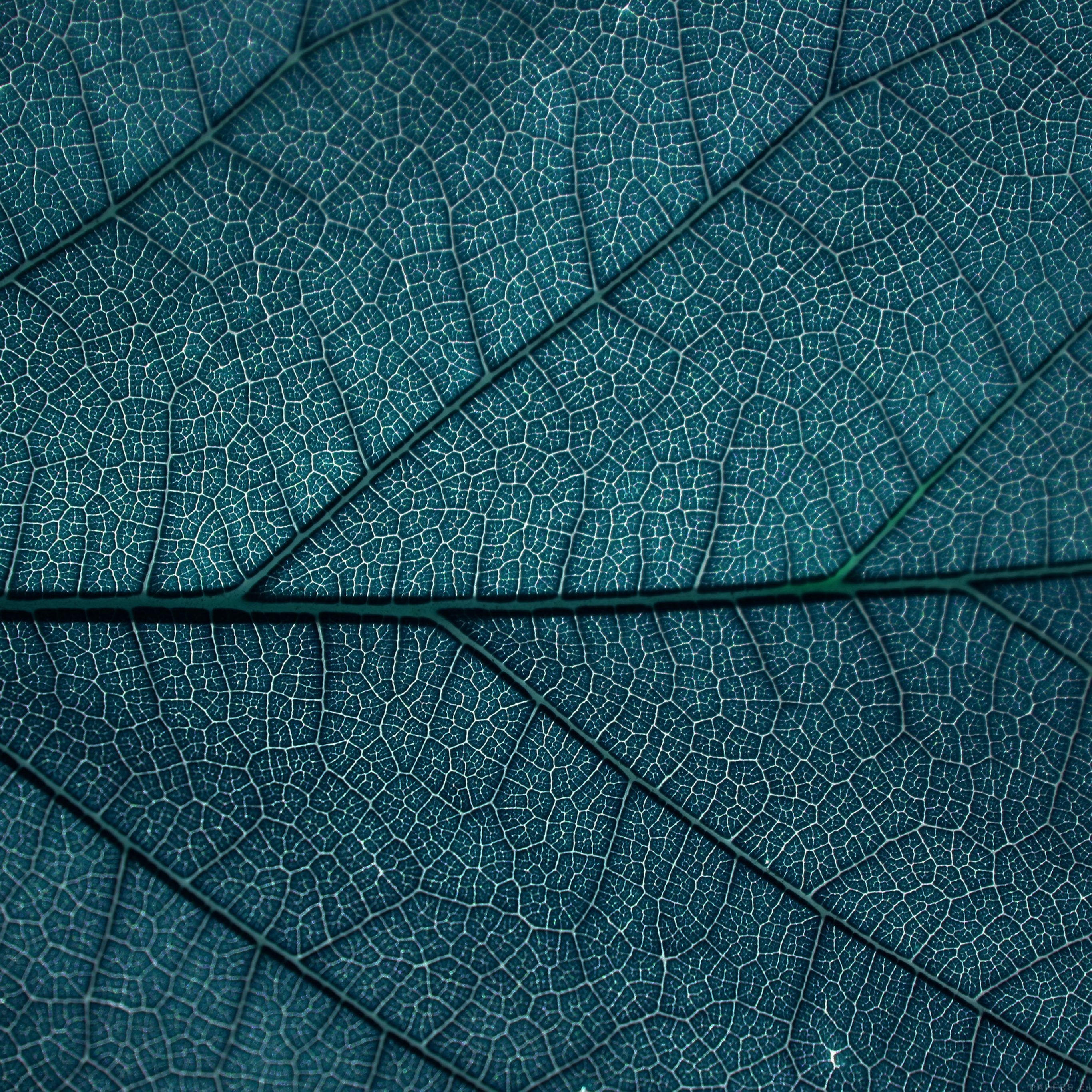 2740x2740 Leaf Blue Dark Nature Texture Pattern #iPad #Pro #wallpaper. iPad, Phone