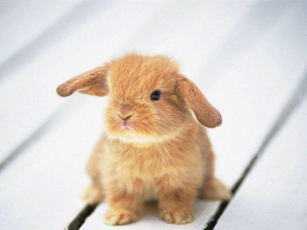 1030x770 Cute Animal Wallpaper, Desktop