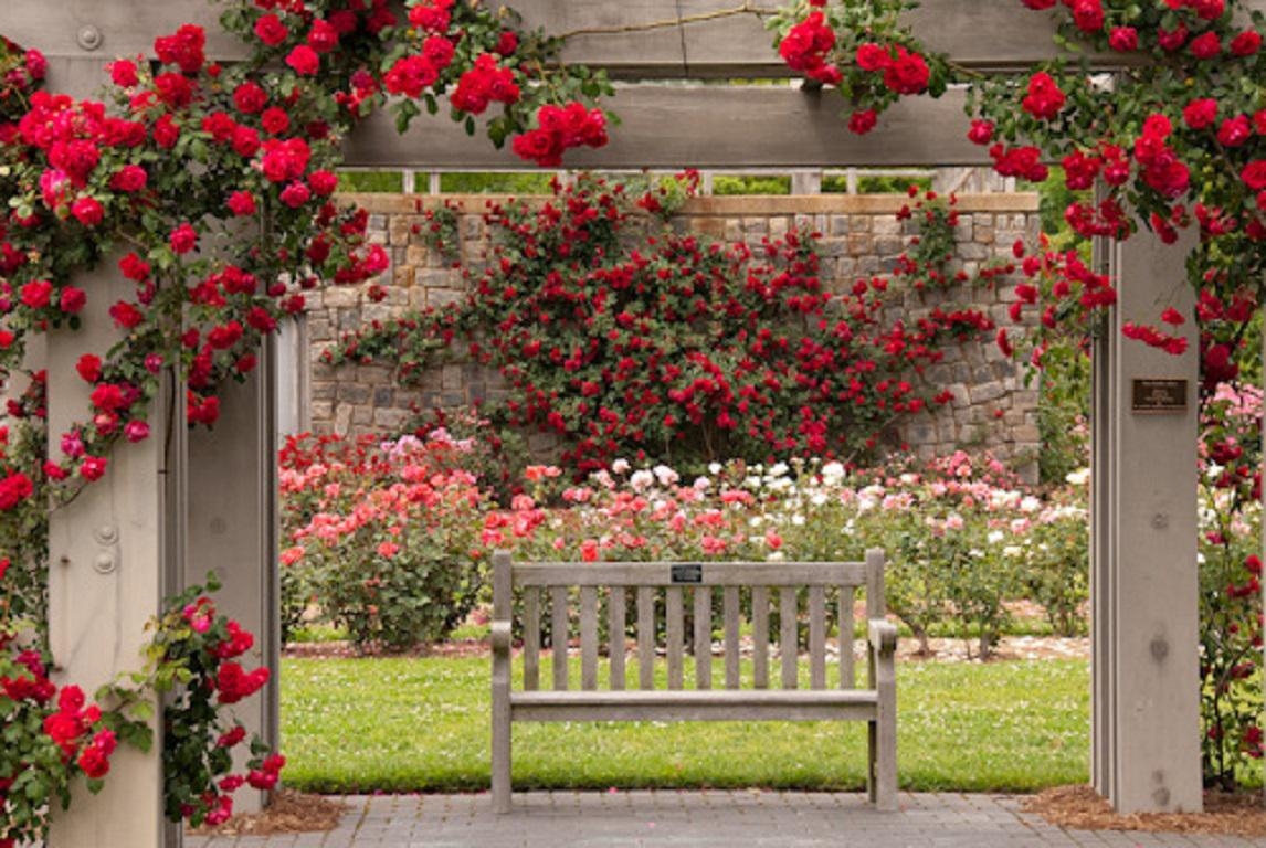 1150x770 cliserpudo: Beautiful Rose Garden Wallpaper Image, Desktop