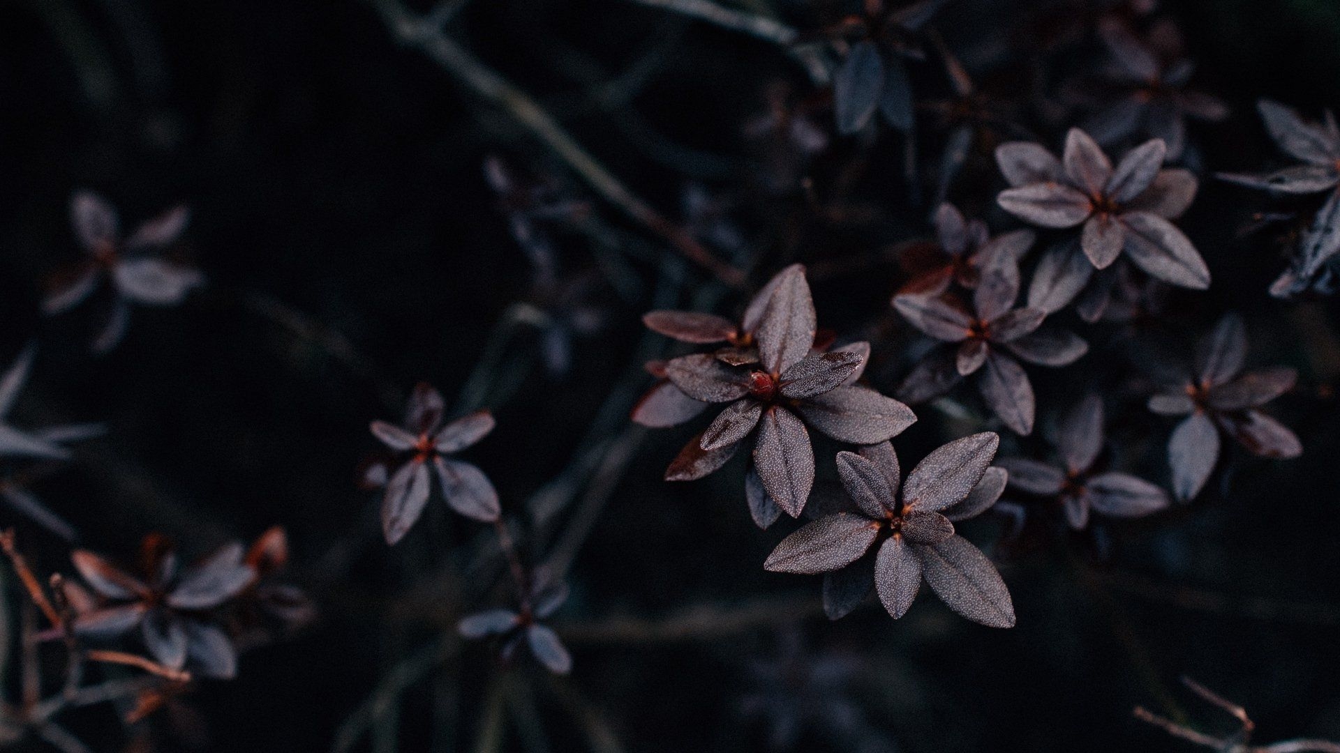 1920x1080 Dark Aesthetic Wallpaper: Image, Nature Category, Desktop