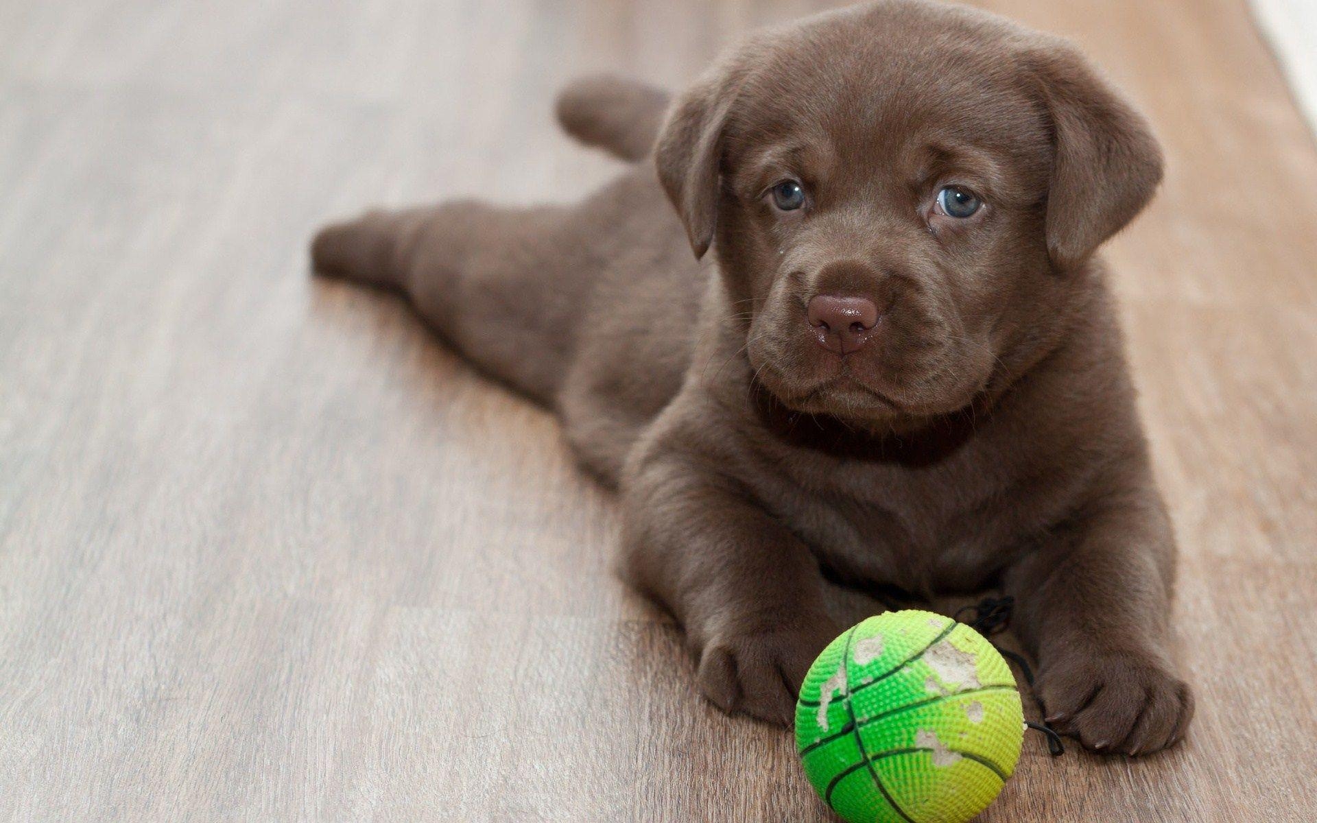 1920x1200 labrador retriever playing ball wide HD wallpaper, Desktop