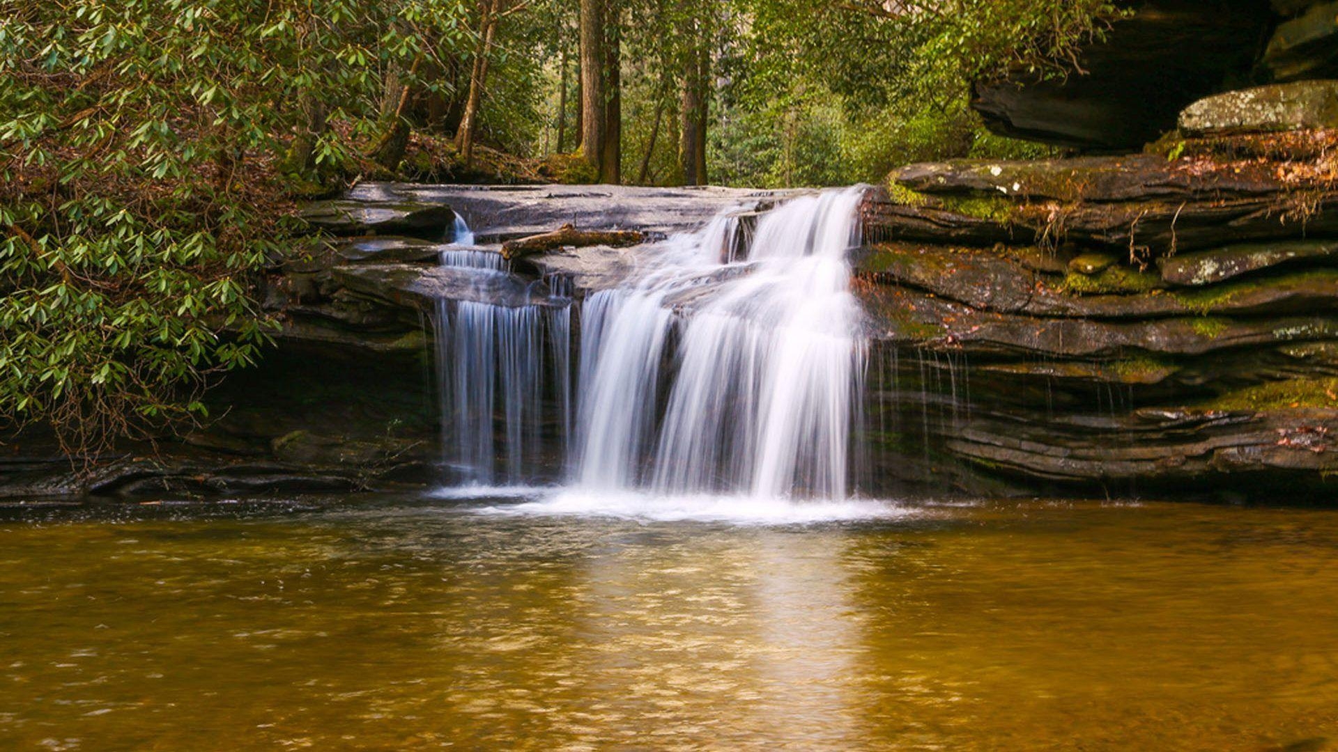 1920x1080 south carolina state flower wallpaper, Desktop