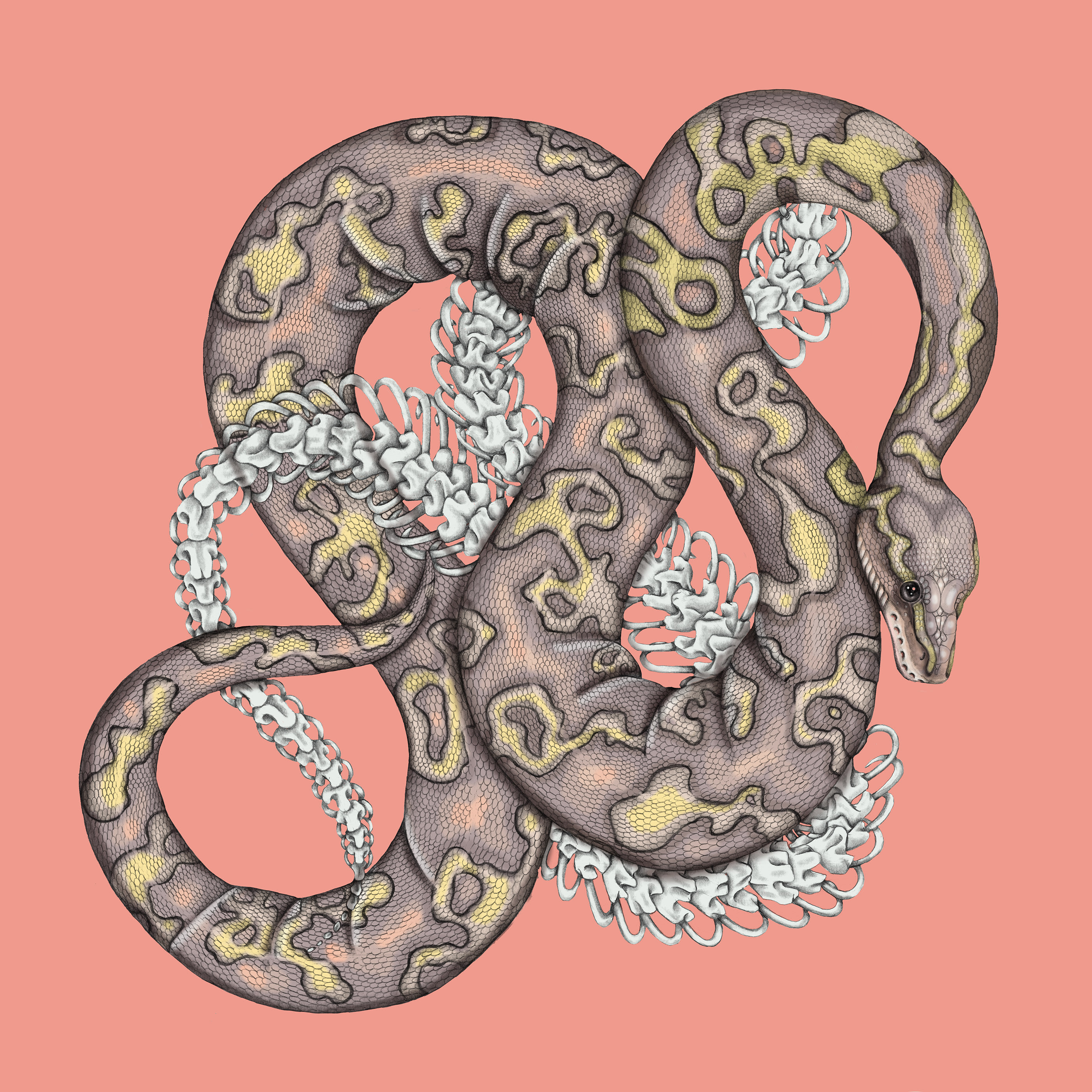 2800x2800 Banana Ball Python on Inspirationde, Phone