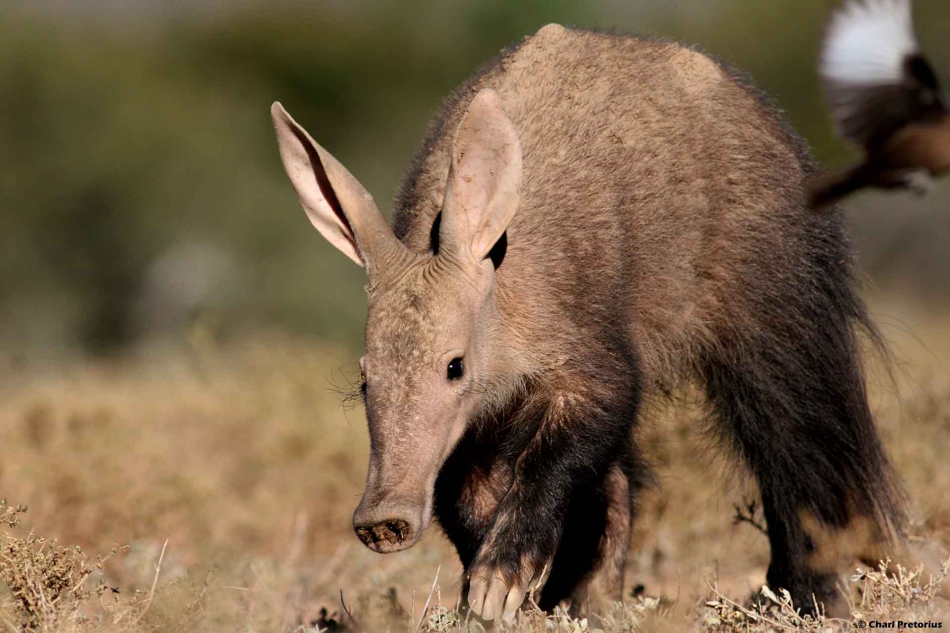 1920x1280 Aardvarks Latest HD Wallpaper Free Download. New HD Wallpaper, Desktop