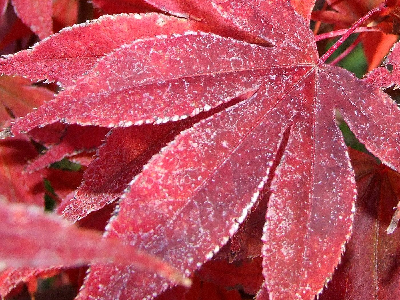 1400x1050 Herbst, Desktop