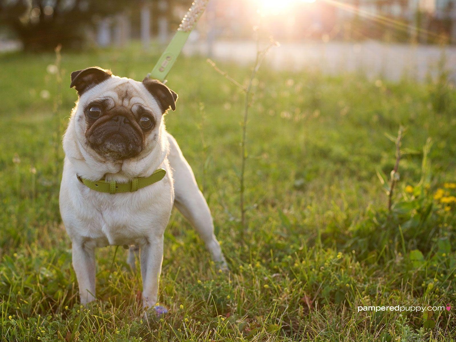 1600x1200 Pug at sunset, Desktop