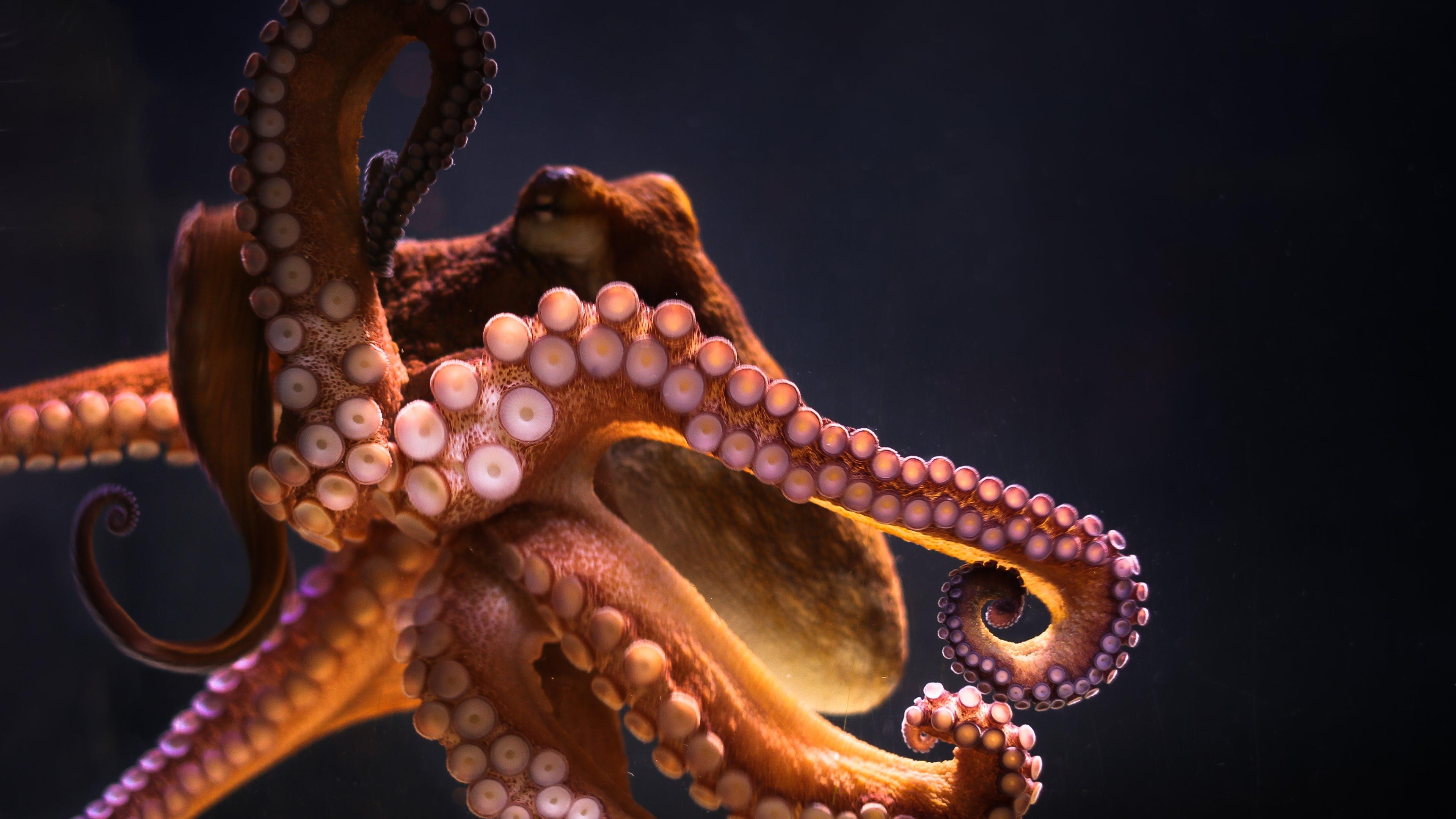 3840x2160 Octopus 4k Ultra HD Wallpaper, Desktop