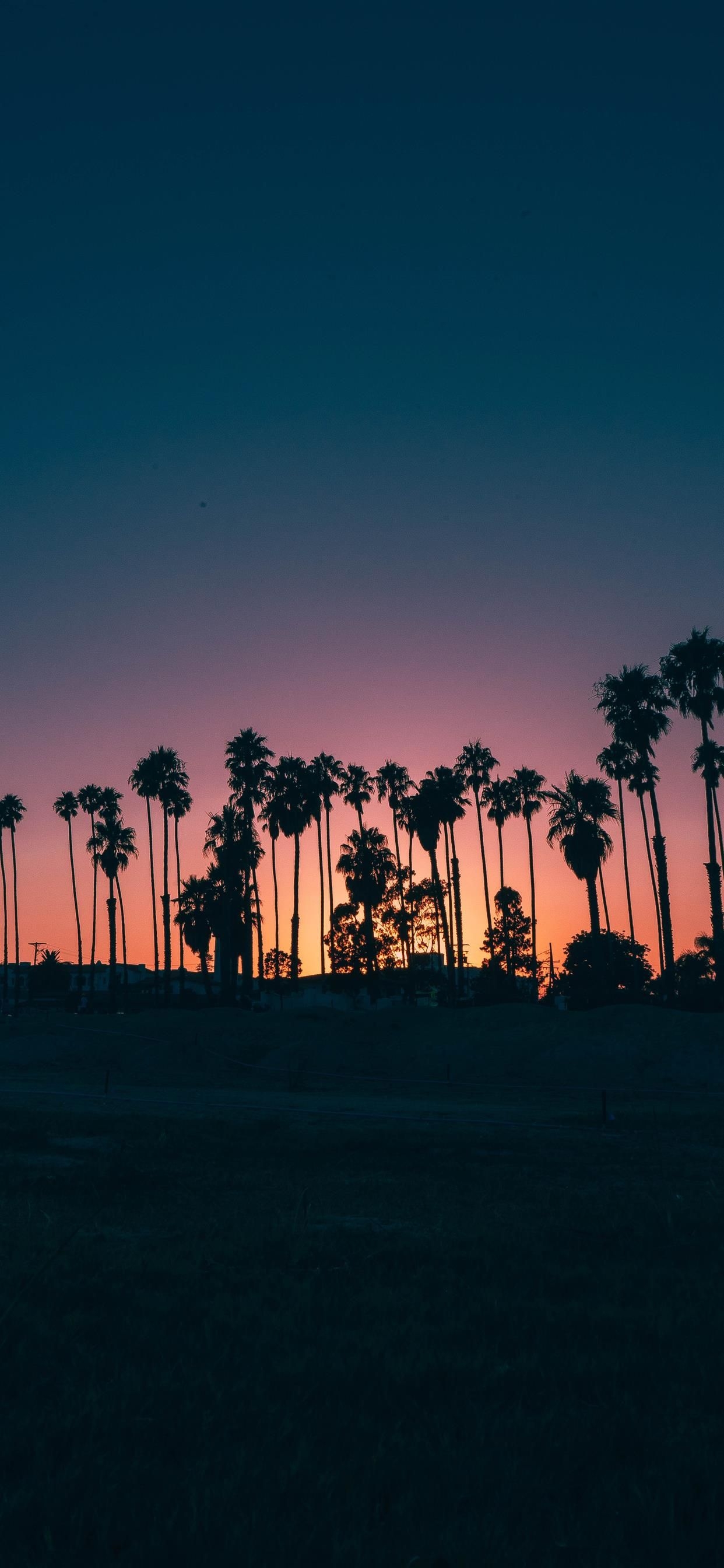 1250x2690 palm trees during sunset iPhone X.ilikewallpaper.net, Phone