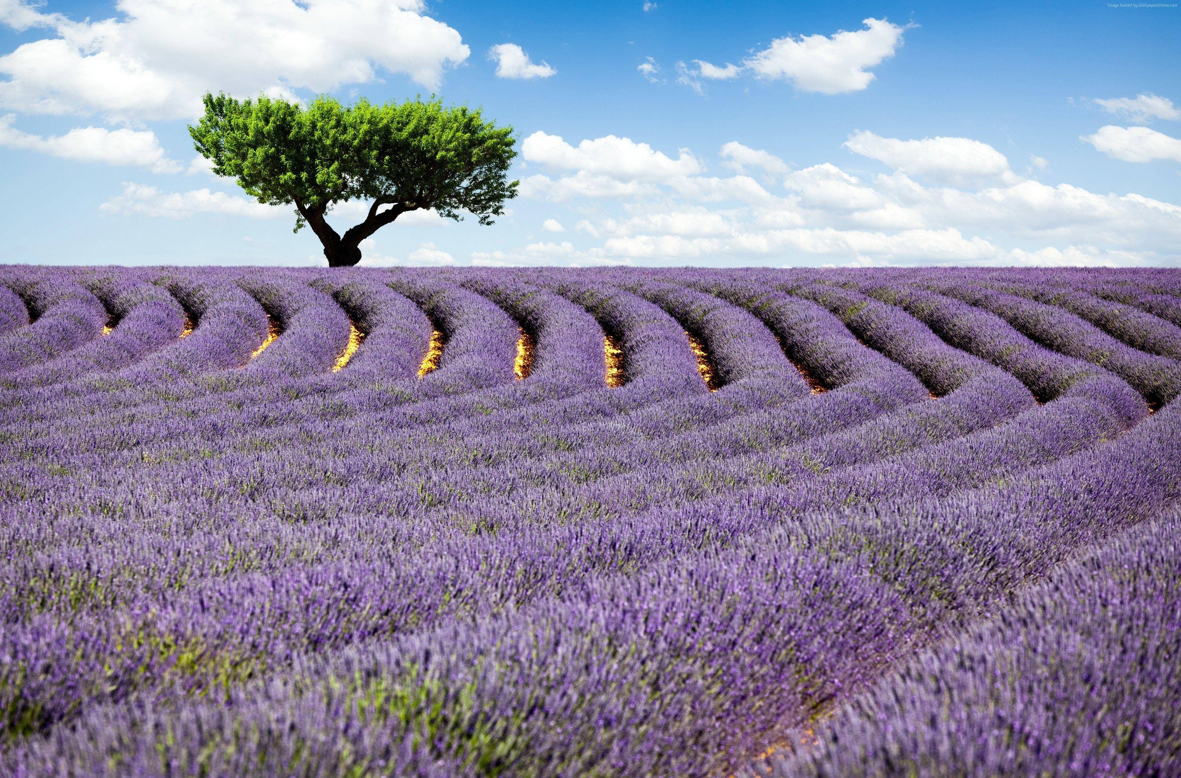 3880x2560 Wallpaper Lavender field, 4k, HD wallpaper, Provence, France, Desktop