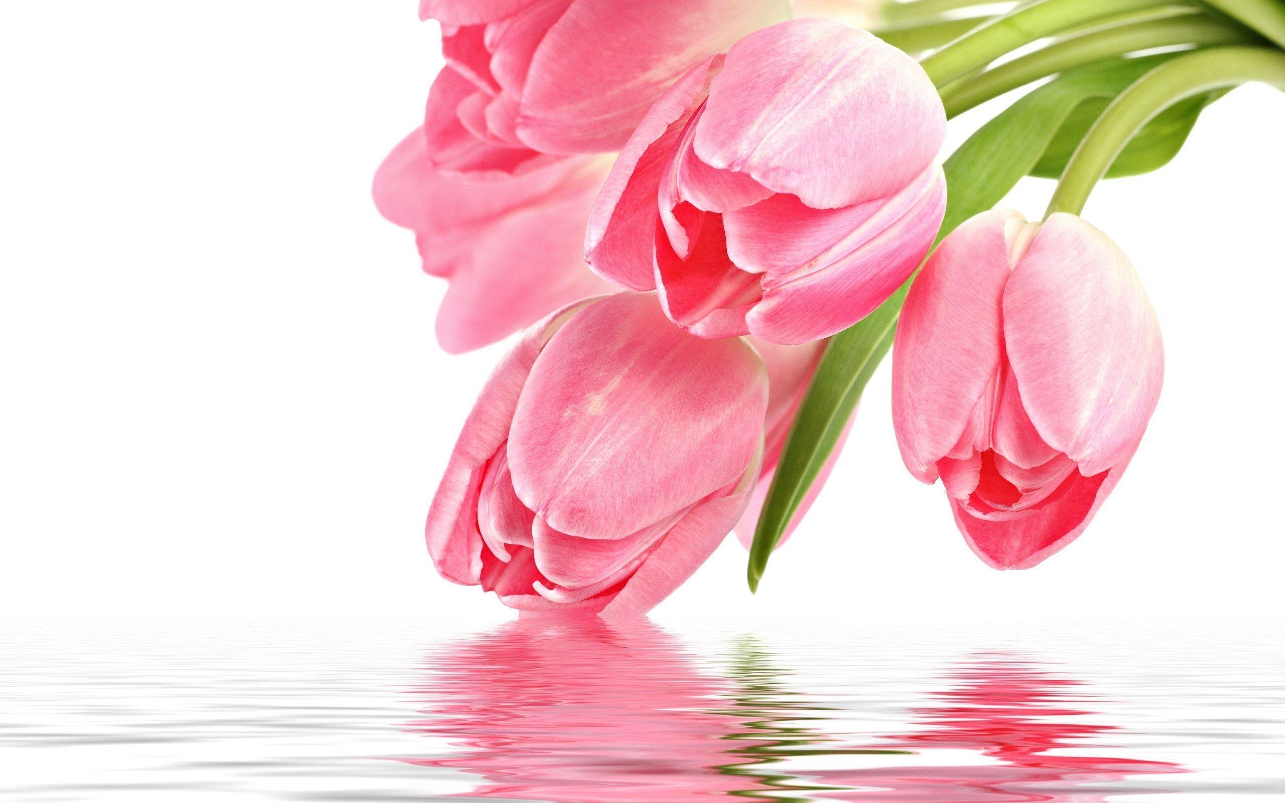 2560x1600 Homepage Photography Pink Tulip Bouquet Wallpaper Car Picture, Desktop