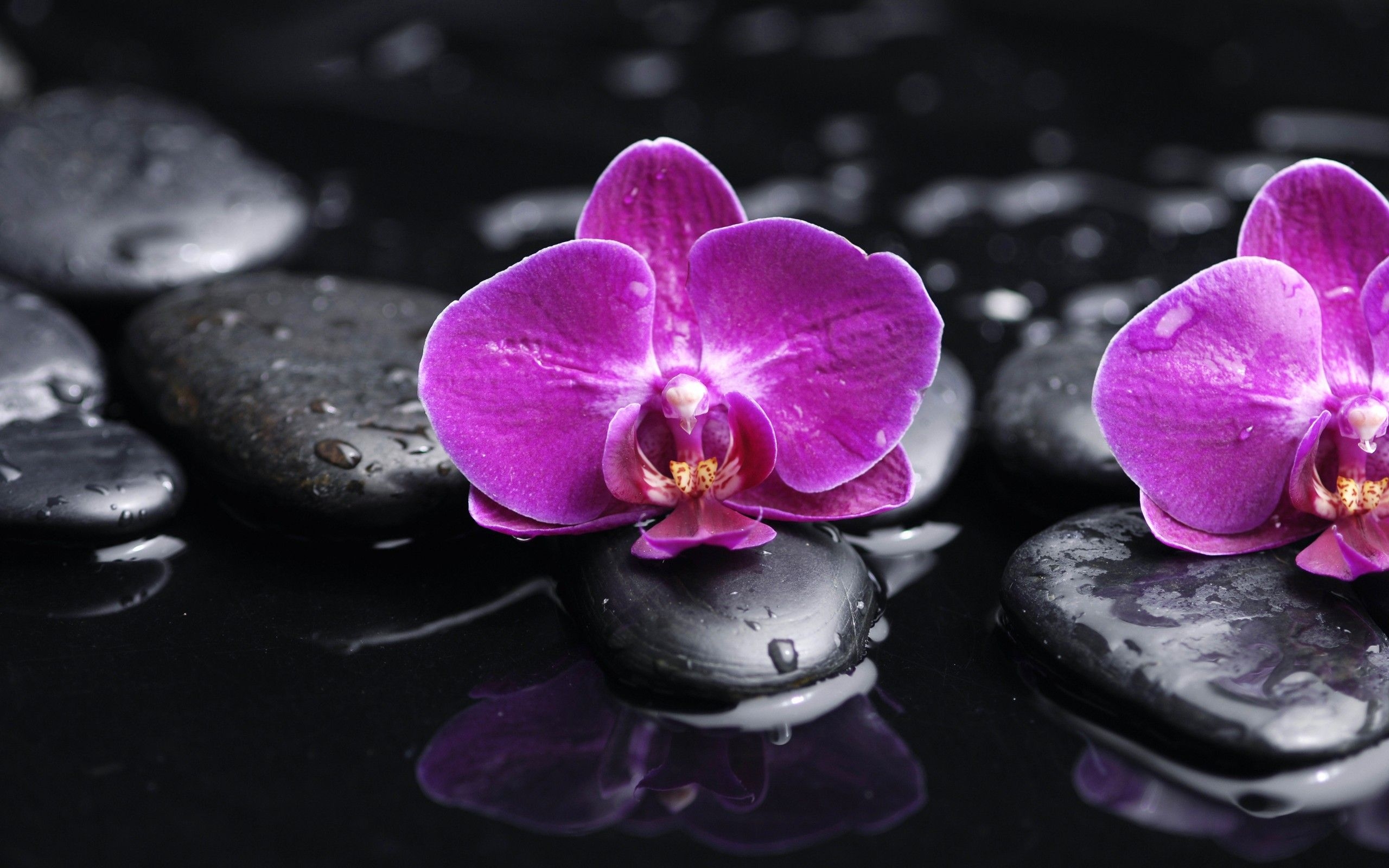 2560x1600 Orchid Wallpaper Free Orchid Background, Desktop