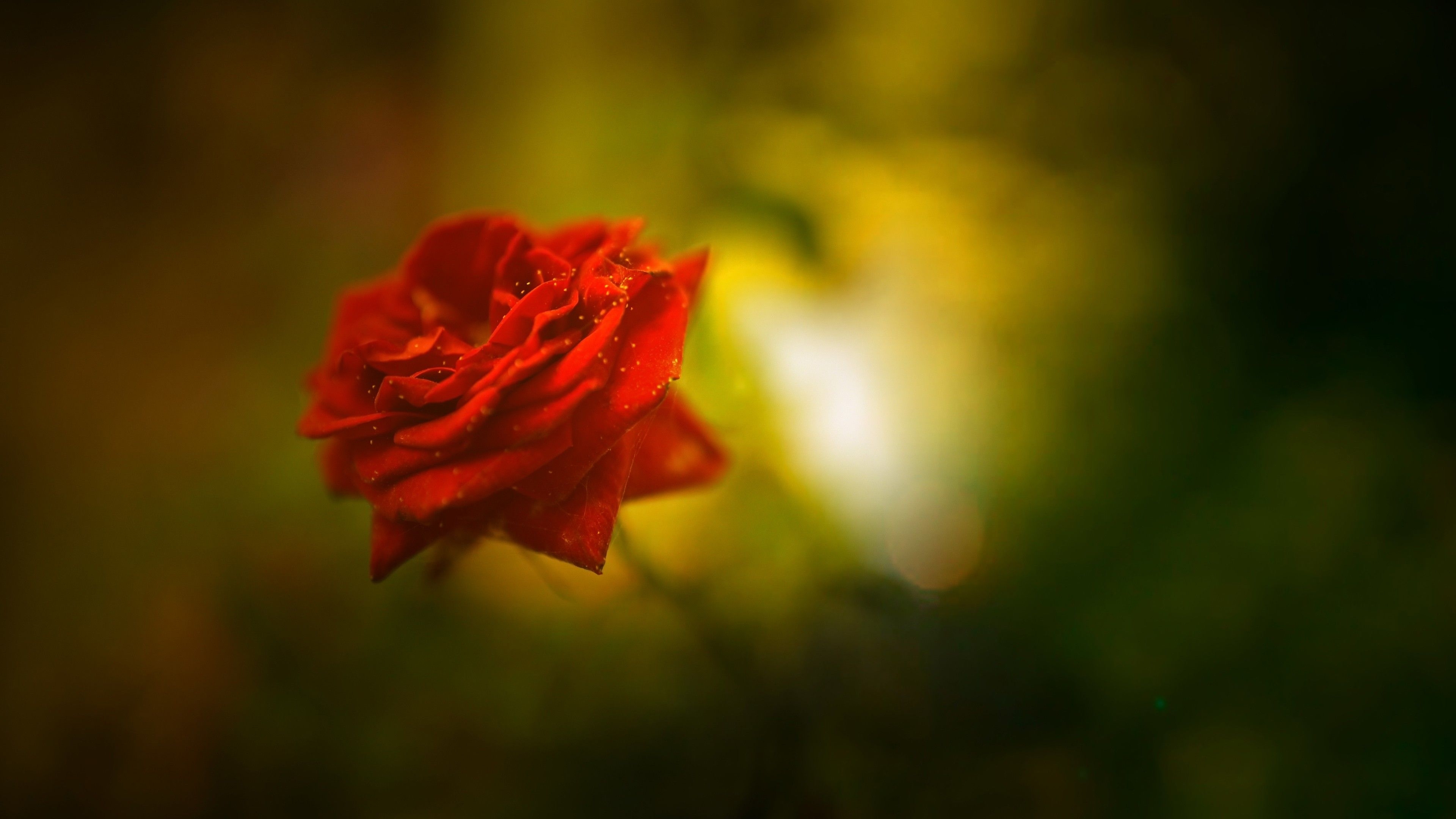 3840x2160 Beautiful rose 4k HD Wallpaper, Desktop