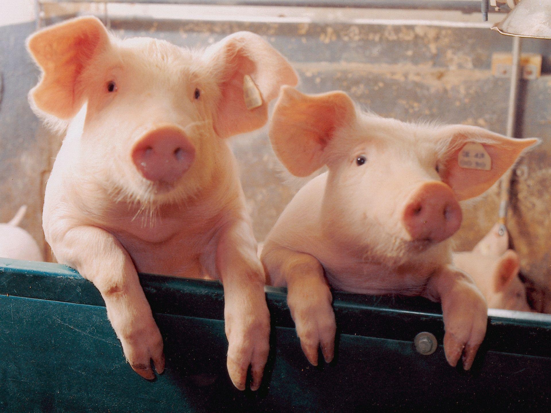 1920x1440 Two little Piggies, Desktop