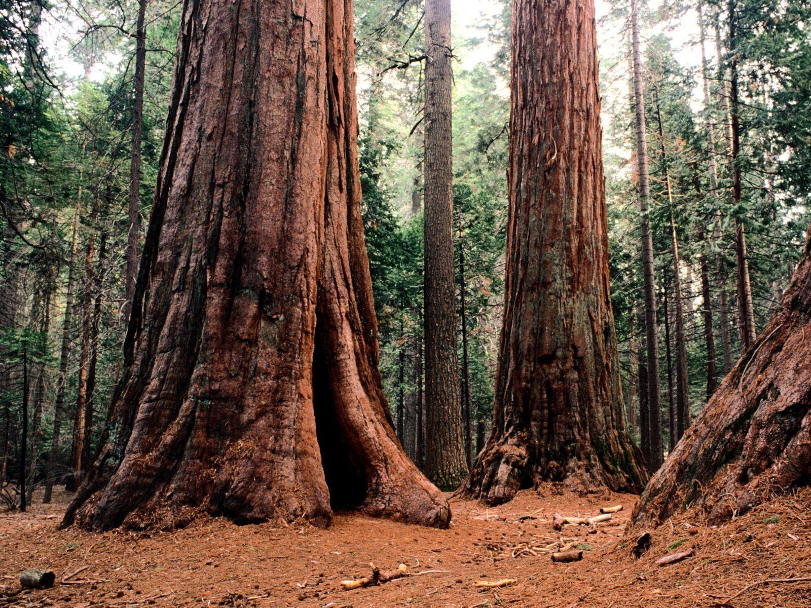 1600x1200 Sequoia National Park Wallpaper High Quality, Desktop