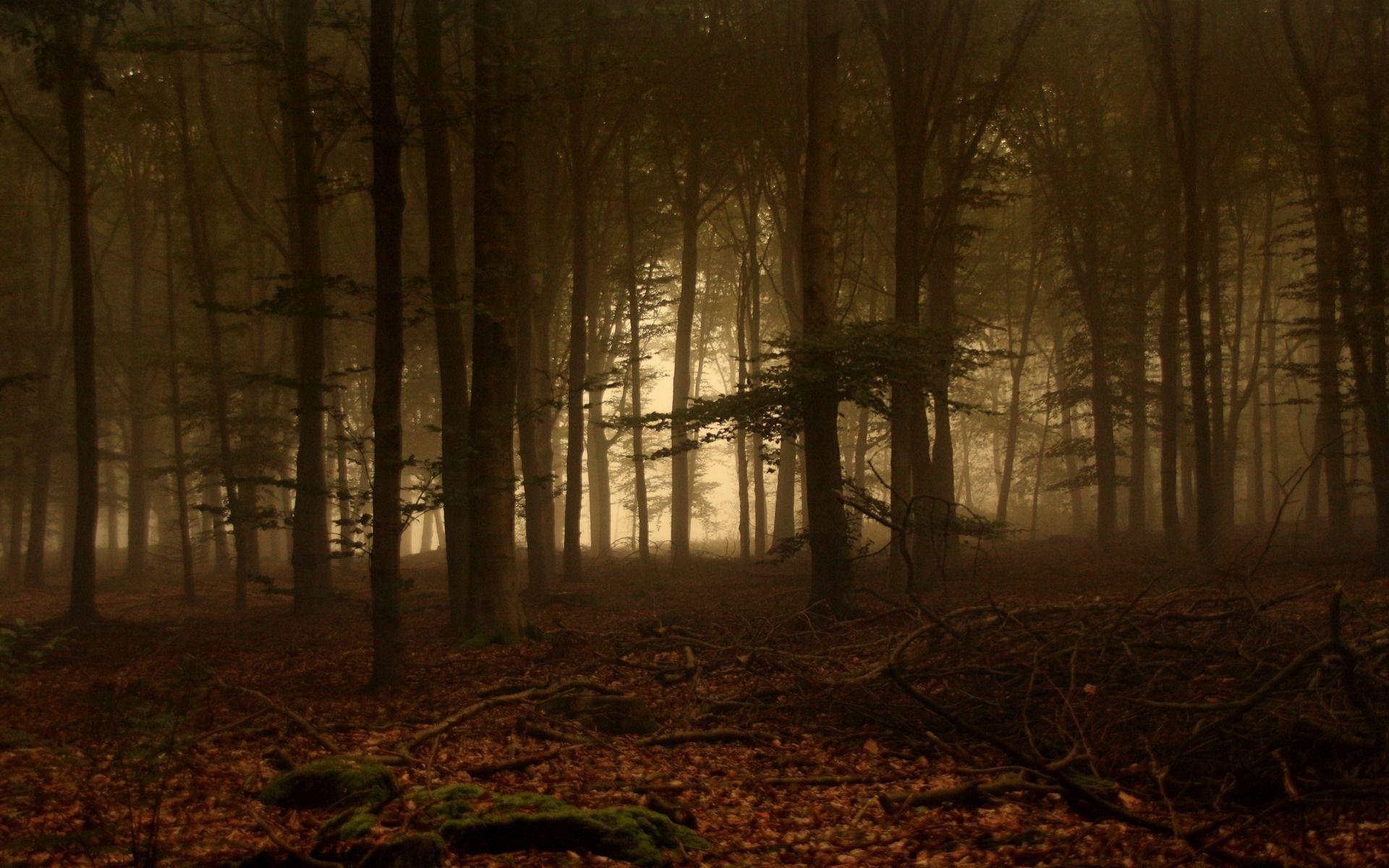 1920x1200 Forest Of Fog Wallpaper Landscape Nature Wallpaper in jpg format, Desktop