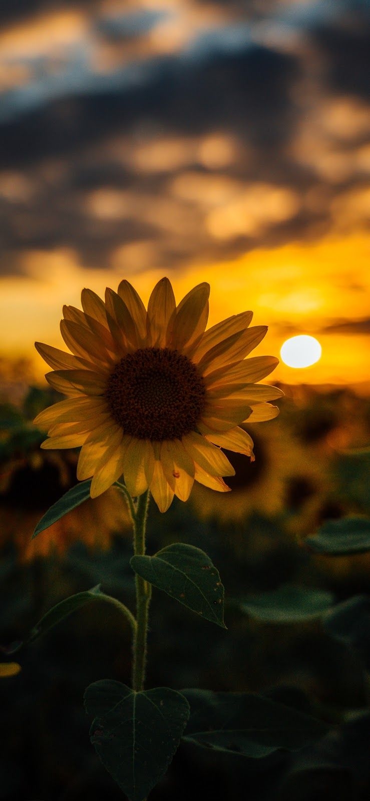 740x1600 Sunflower Wallpaper iPhone X Background For iPhone, Phone