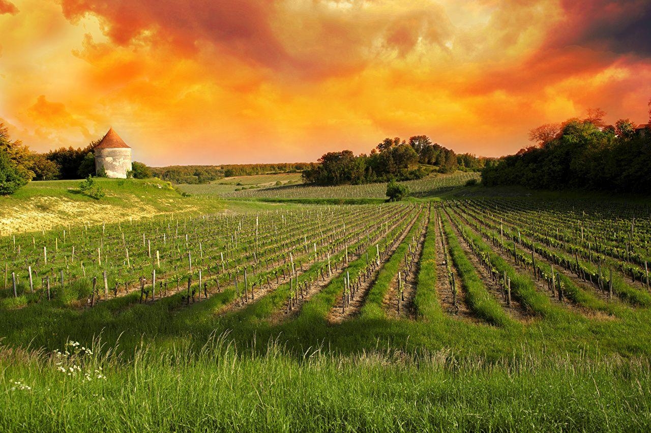 1280x860 Wallpaper France Vineyards of Saint Emilion, Bordeaux Vineyards, Desktop