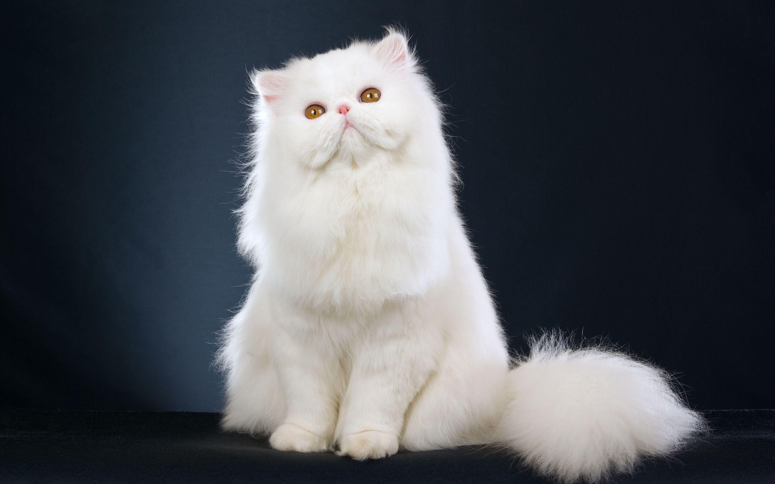 2560x1600 Pure White Cat, HD Resolutions, Wide Resolutions, And Dark, Desktop