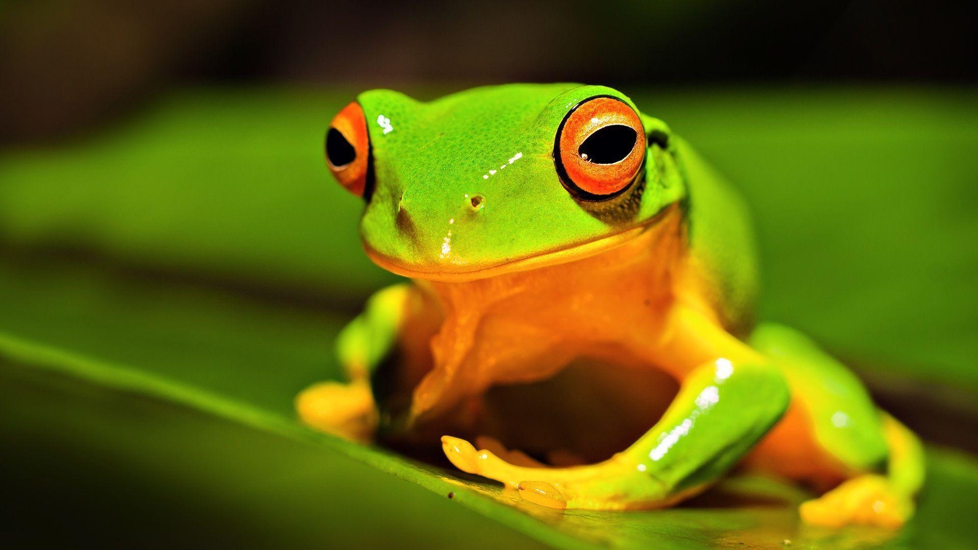 1920x1080 orange thighed tree frog Wallpaper, Desktop