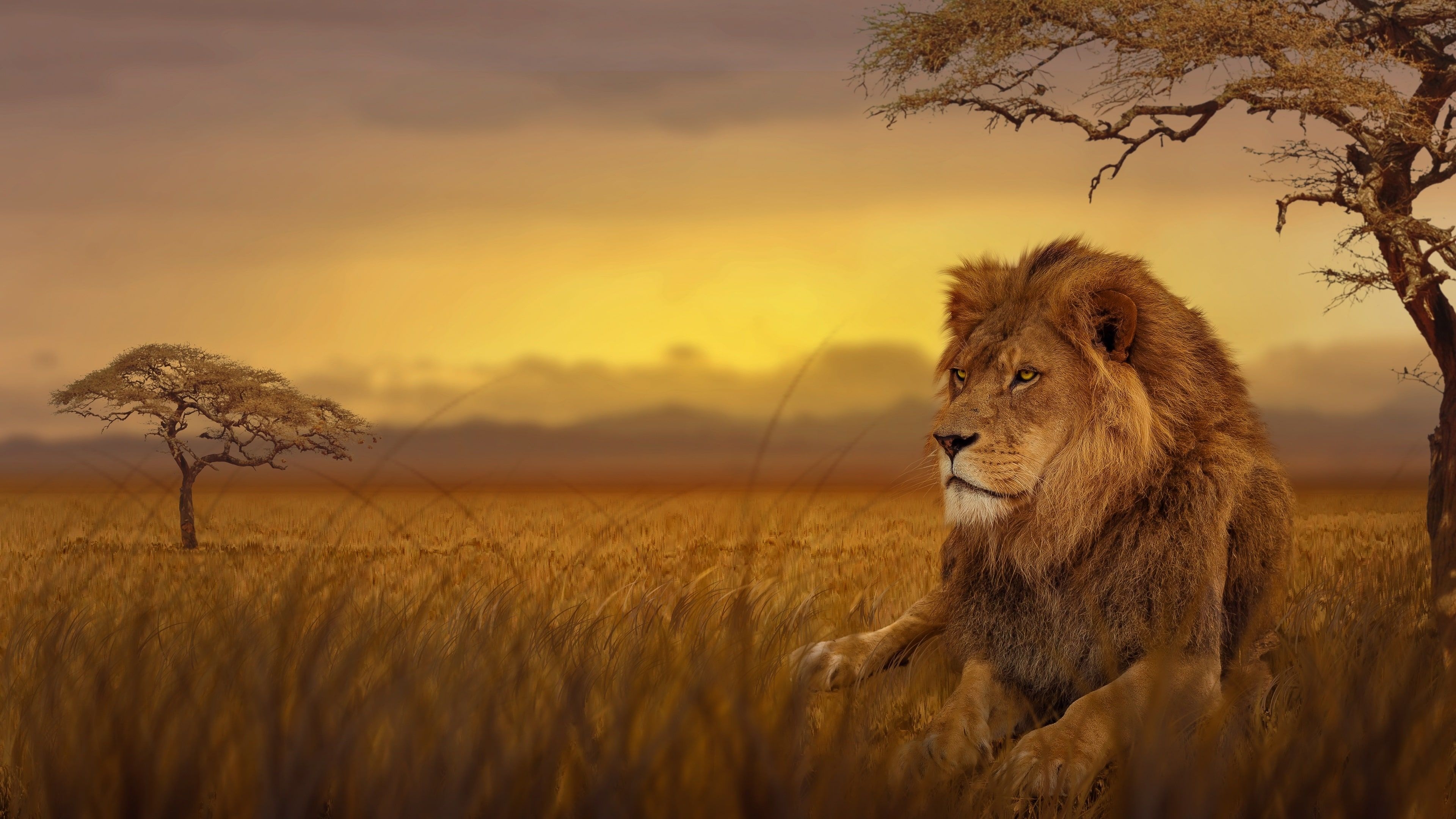 3840x2160 4K Lion Wallpaper Free HD Wallpaper, Desktop